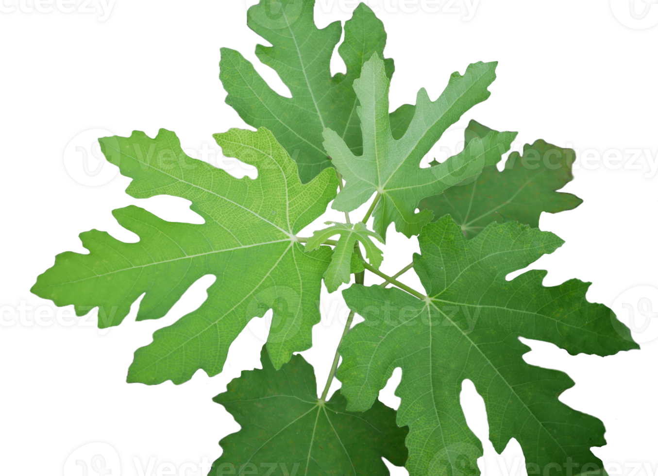 Ficus carica,fig tree transparent background ,top view closed-up leaves,selective focus. png