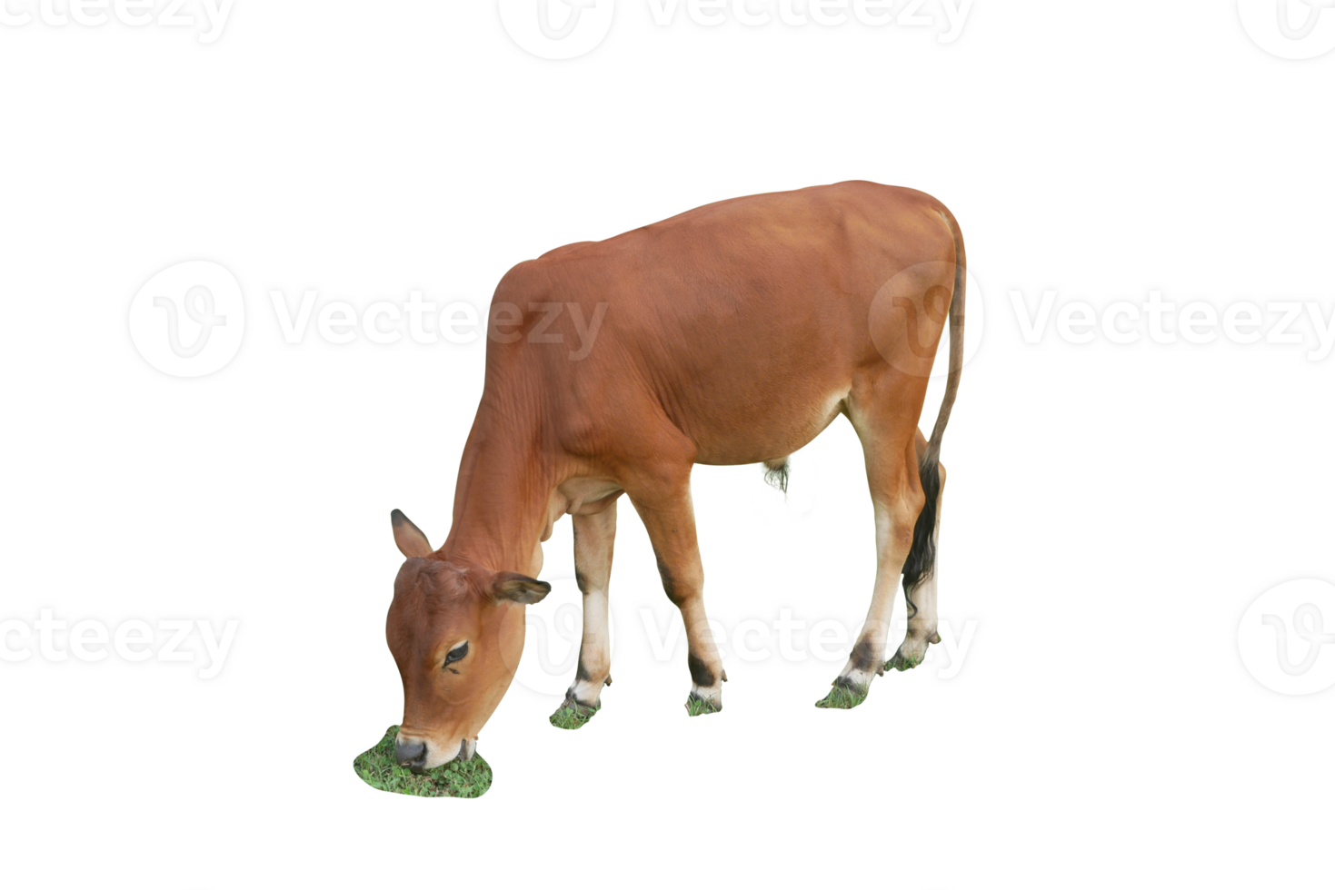 een bruin koe kalf, is staand voor aan het eten gras in de gras veld- geïsoleerd Aan transparant achtergrond. png