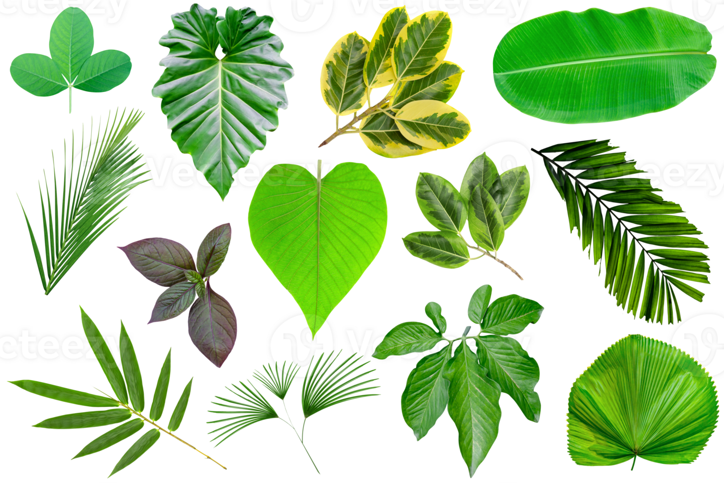 samling olika av grön löv mönster för natur koncept, uppsättning av tropisk blad isolerat png