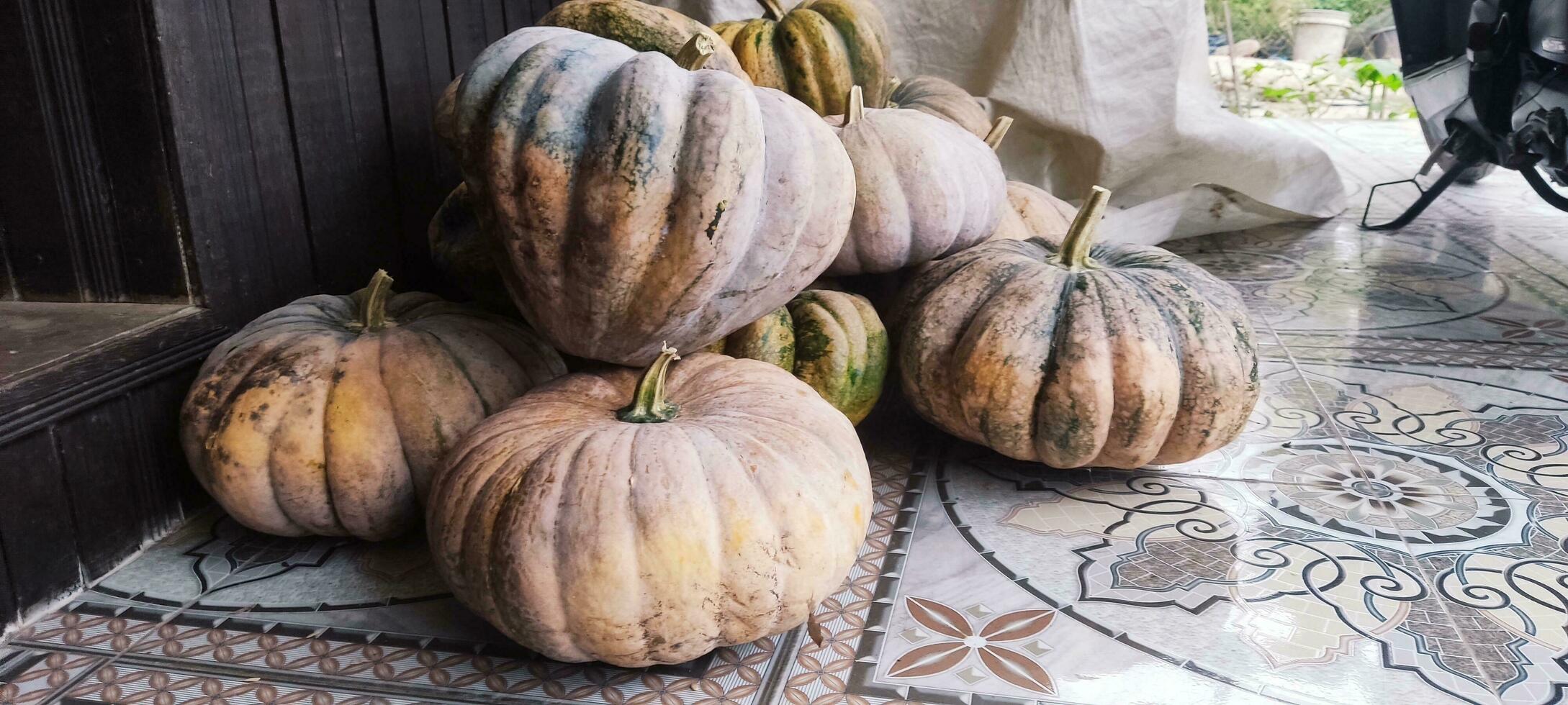 Photo of a real pumpkin just taken from the garden