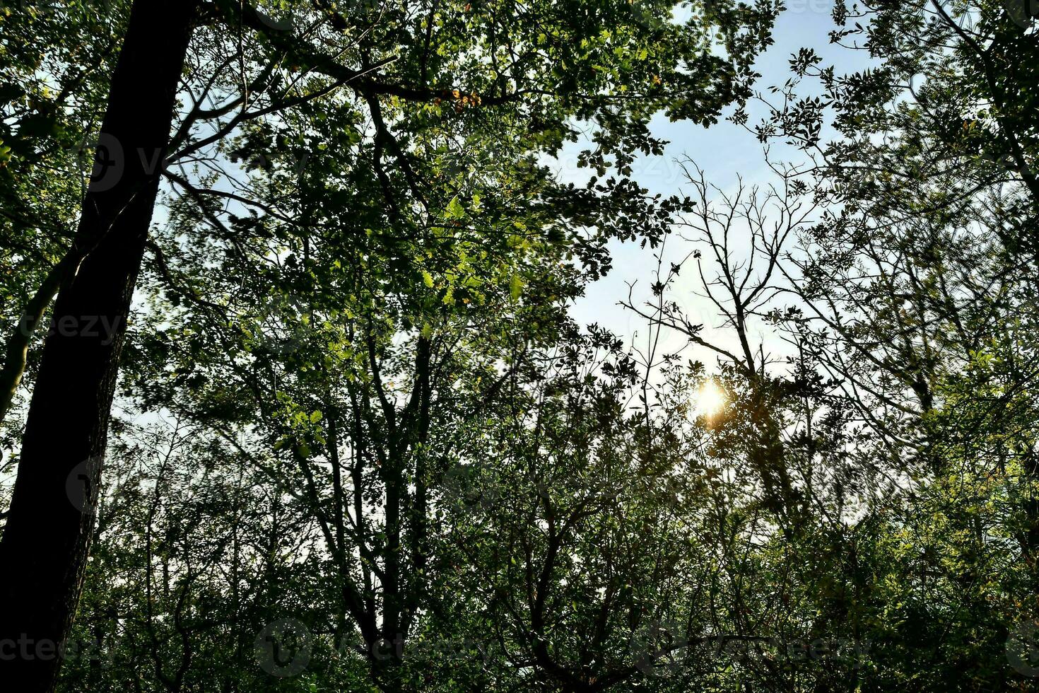 the sun shines through the trees in the forest photo