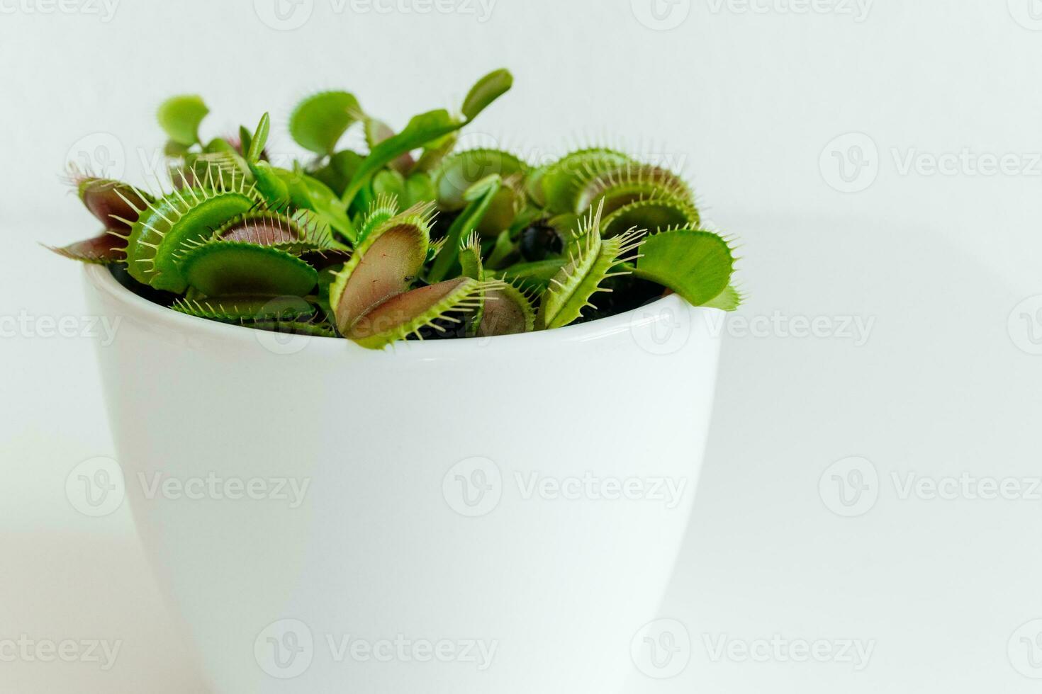 Close-up Venus flytrap. Dionaea muscipula at home. Carnivorous plant. Tropical Venus Trap attempts to capture its prey by extending its delicate traps. White background photo