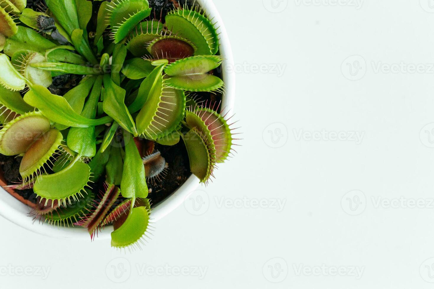 Close-up Venus flytrap. Dionaea muscipula at home. Carnivorous plant. Tropical Venus Trap attempts to capture its prey by extending its delicate traps. White background photo