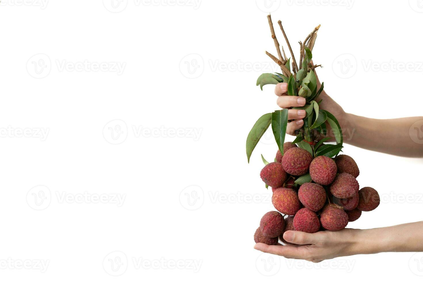 Hand holding a bunch of lychees on white isolate background. photo