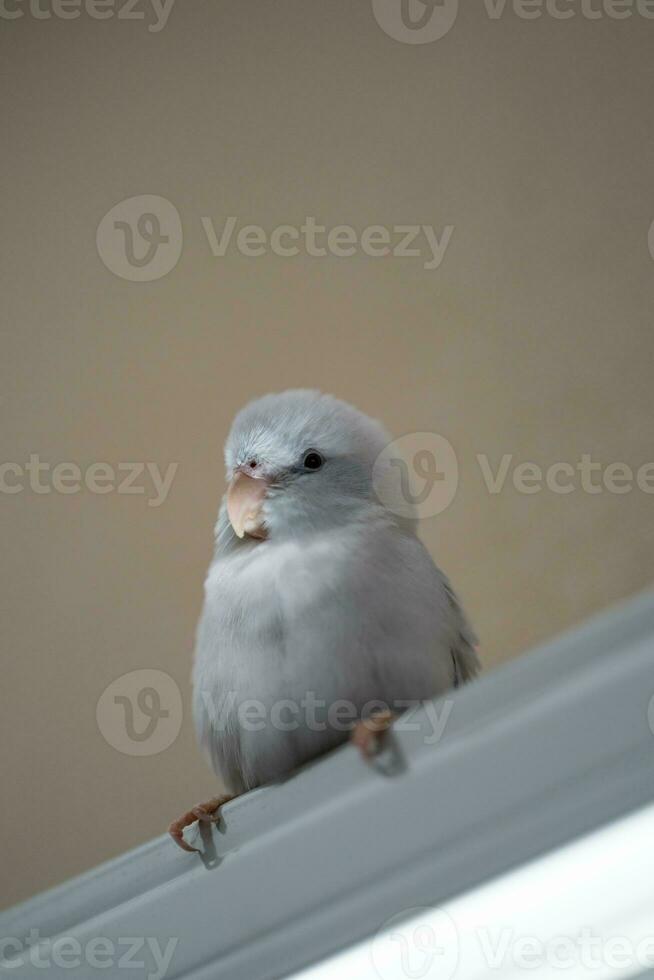 Tiny parrot parakeet, white forpus bird. Birds on Home blinds shade - shade curtains blind. photo