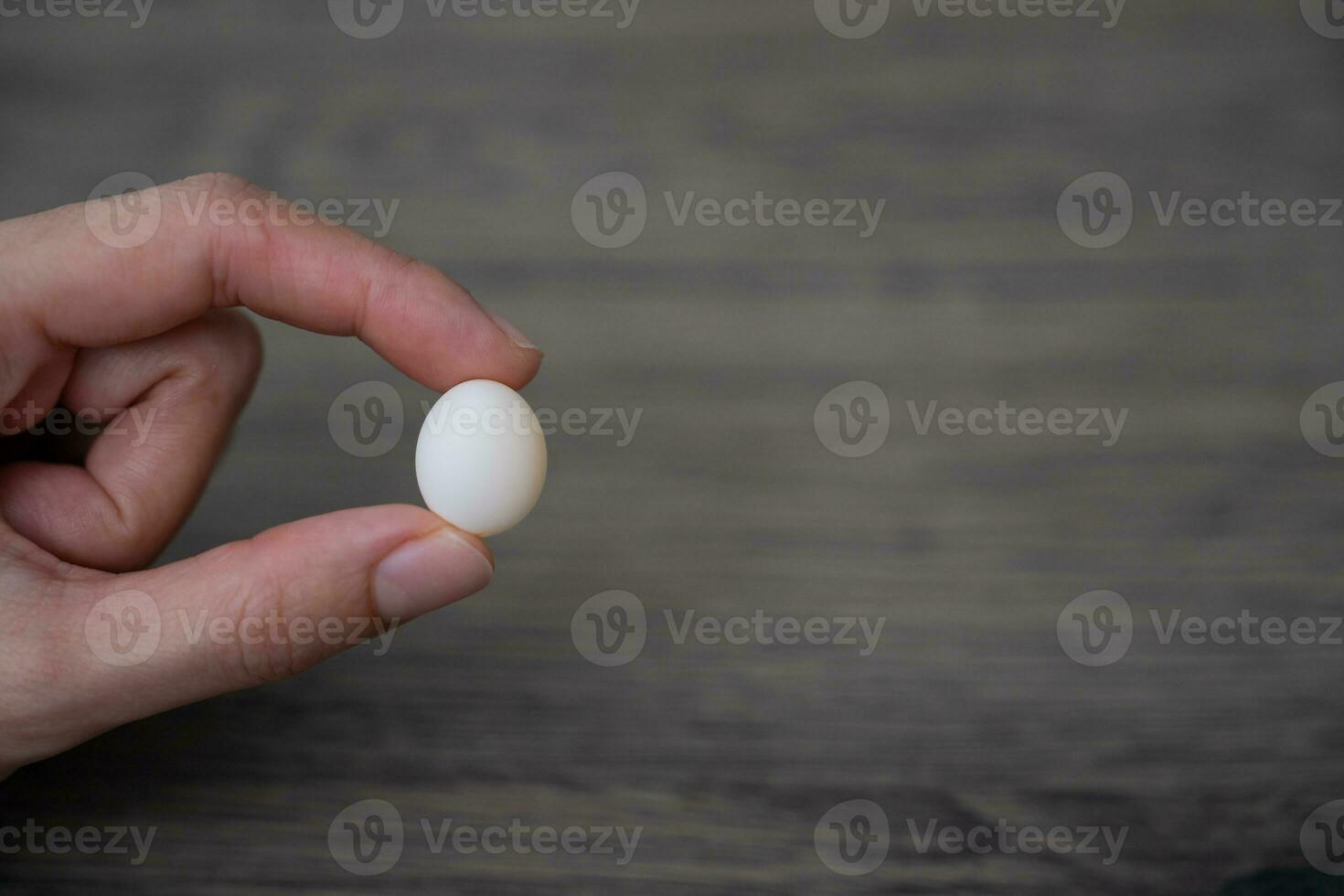 Tiny parrot parakeet, Forpus egg in woman hand. photo