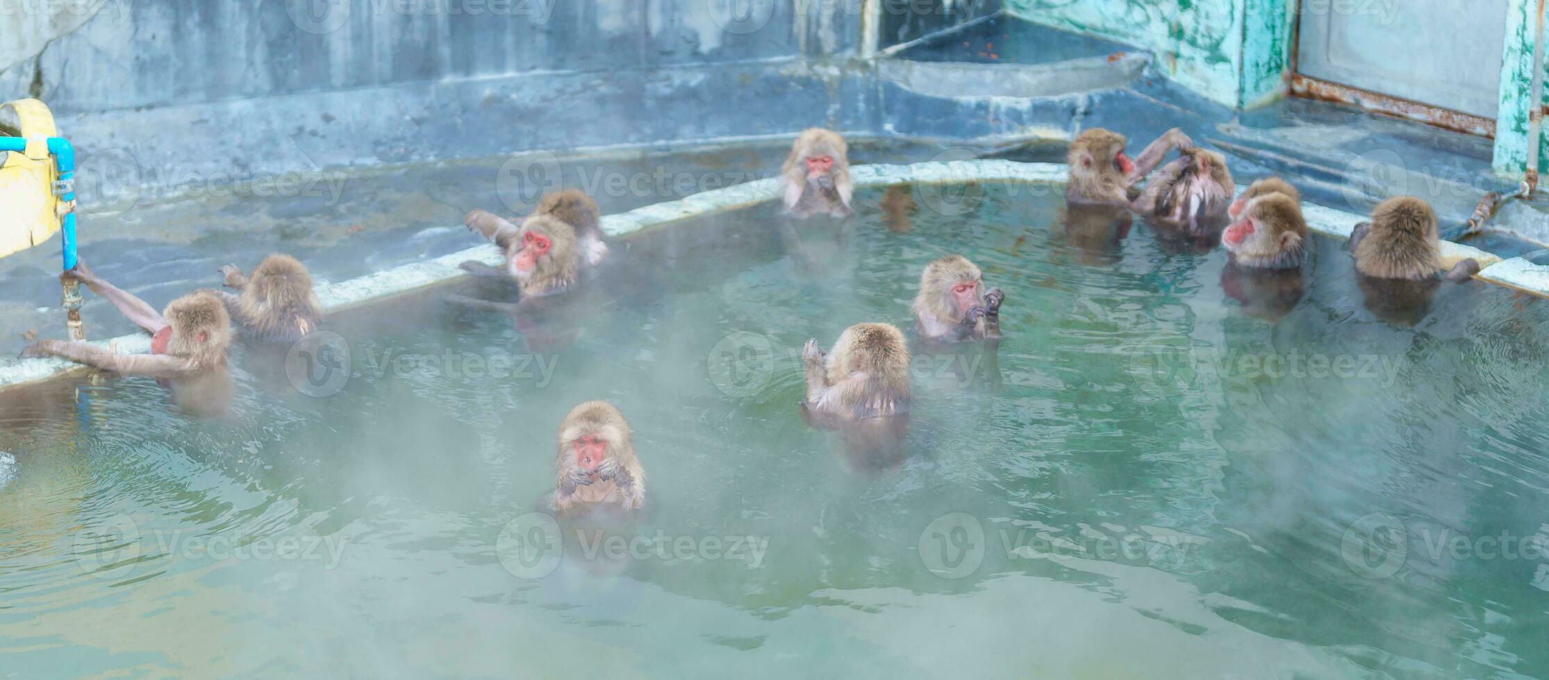 Monkey soaking in hot spring, Hakodate Tropical Botanical Garden with Snow in winter Season. landmark and popular for attractions in Hokkaido, Japan. Travel and Vacation concept photo