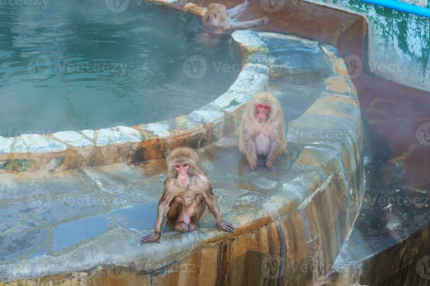 Monkey soaking in hot spring, Hakodate Tropical Botanical Garden with Snow in winter Season. landmark and popular for attractions in Hokkaido, Japan. Travel and Vacation concept photo