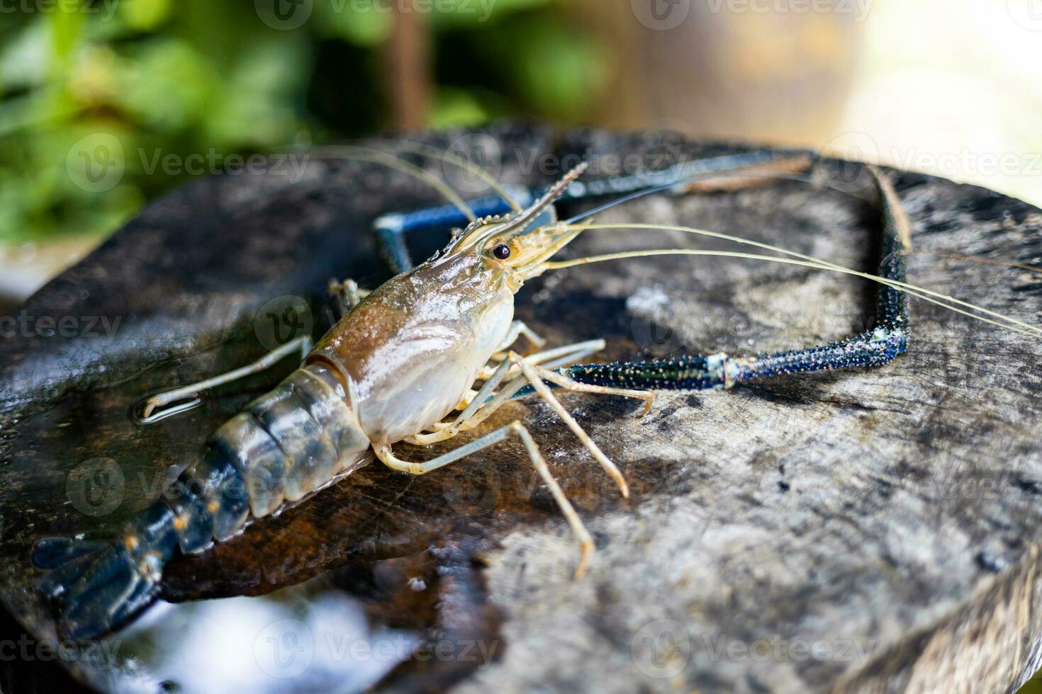 River Prawns On Cutting Board. photo