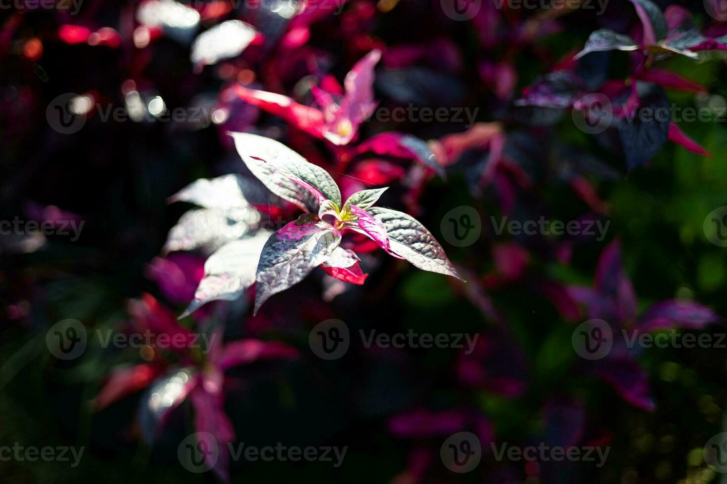 Look Of Aerva Sanguinolenta Planting With Its Bright Red Leaves Colour photo