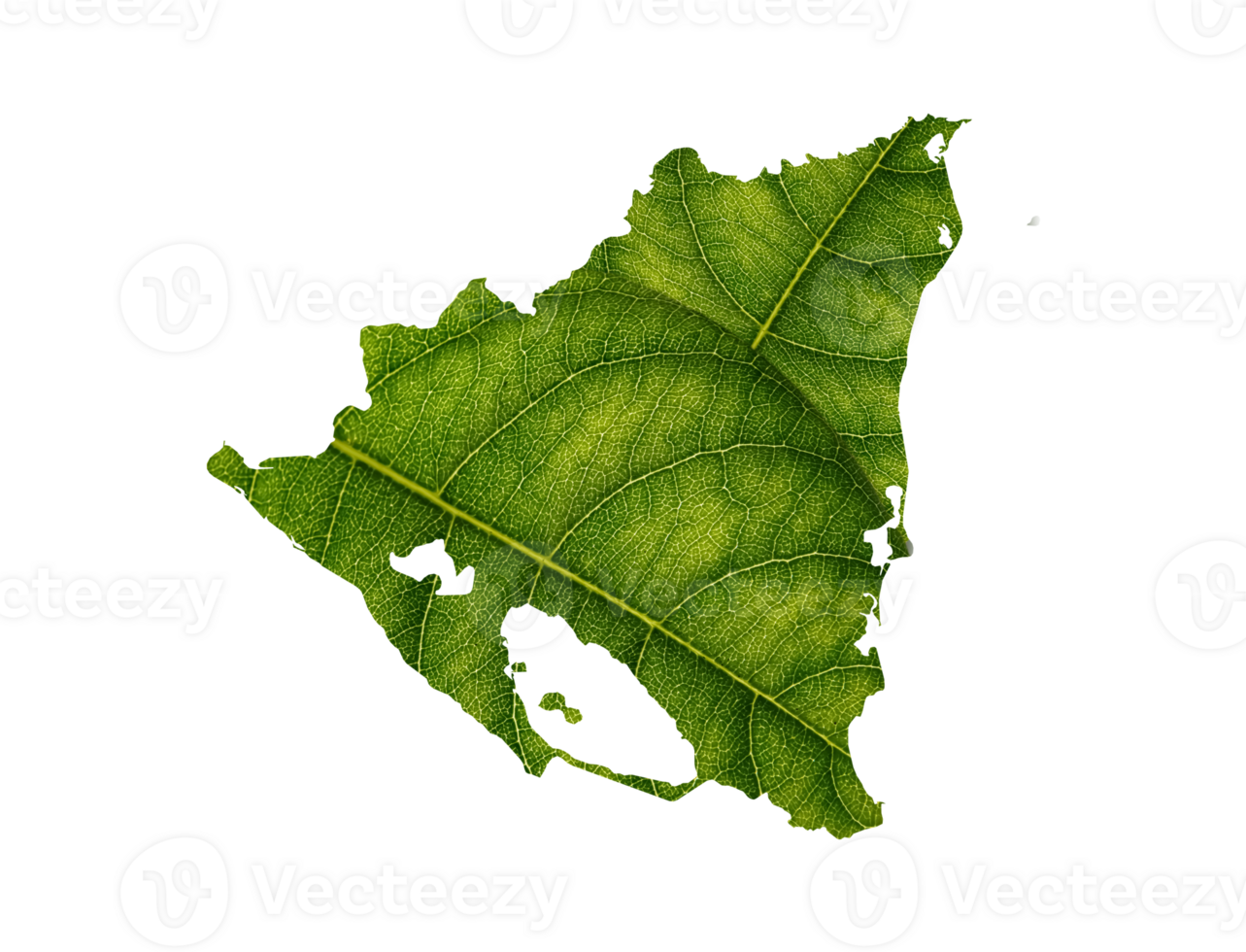 Nicaragua map made of green leaves ecology concept png