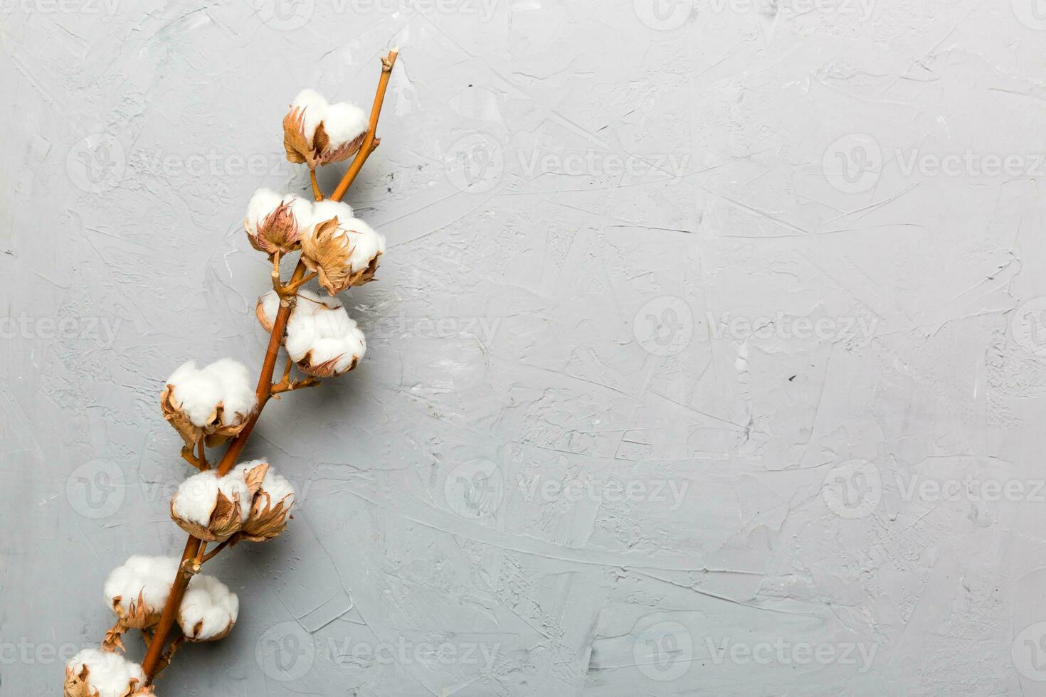 Autumn Floral composition. Dried white fluffy cotton flower branch top view on colored table with copy space photo