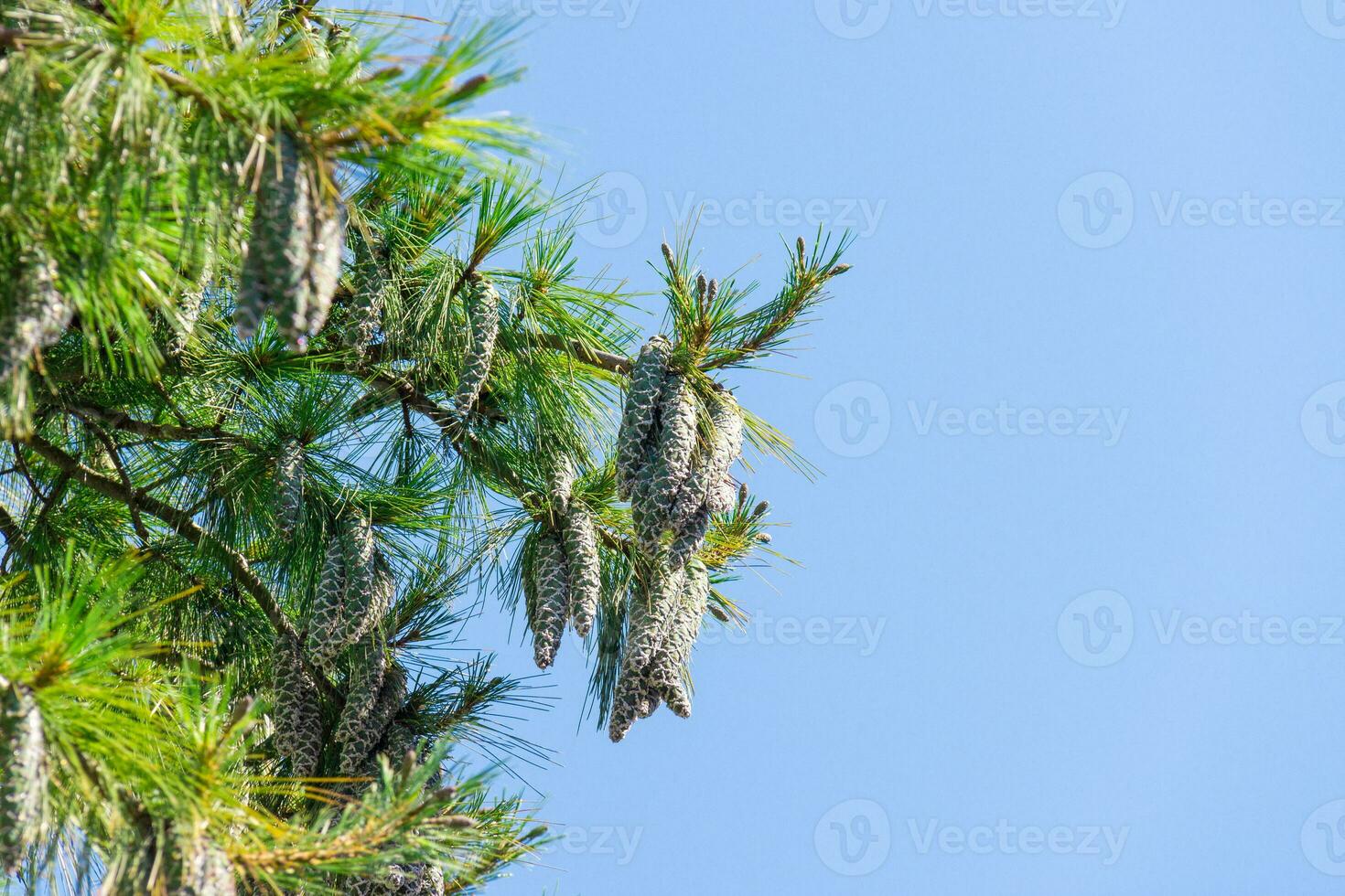 Close up of big pine cones growing on a tree branch over blue clear sky background photo