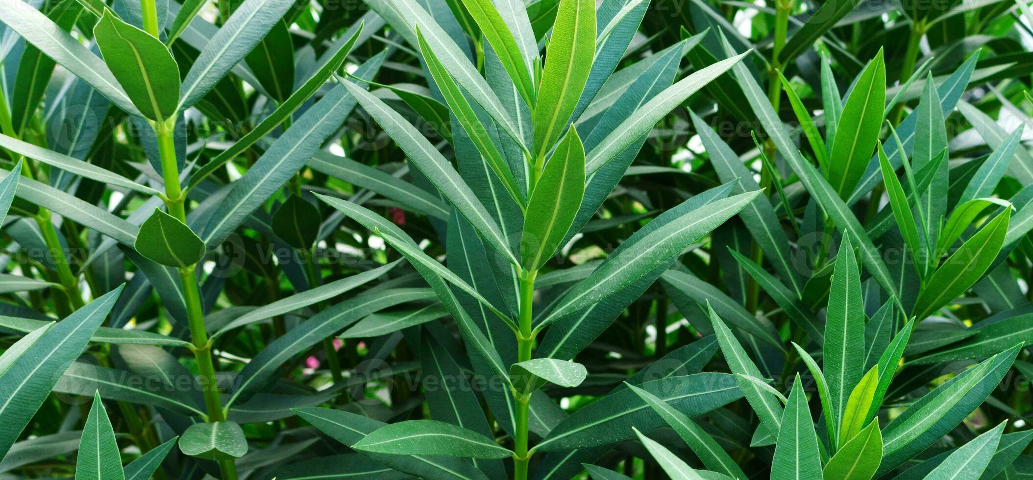 Green tropical leaves background. textured in sunny day photo