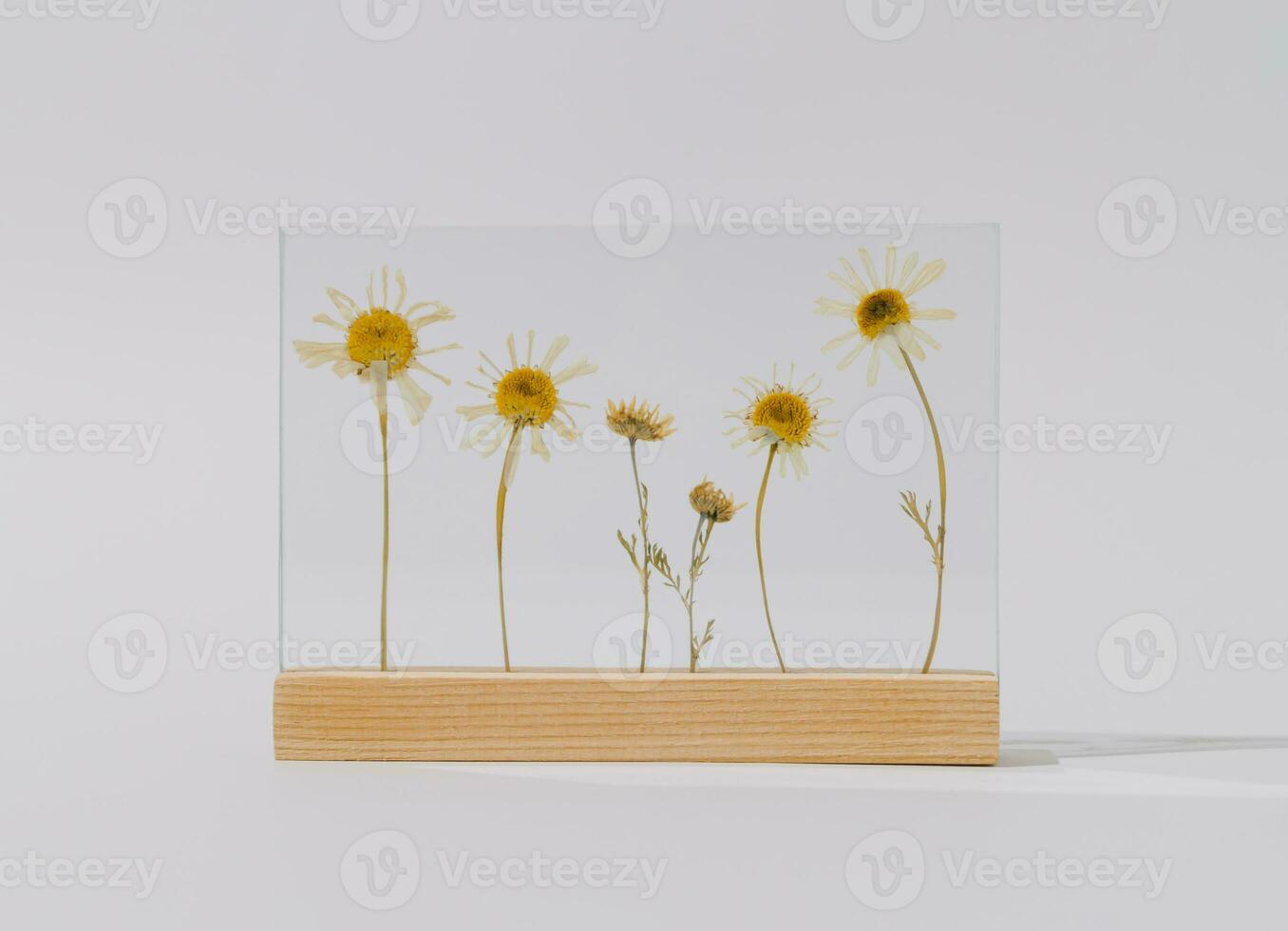 Creative ornament made of daisy flowers on white background. Minimal flowers concept. Trendy daisy idea. Flowers aesthetic composition. photo