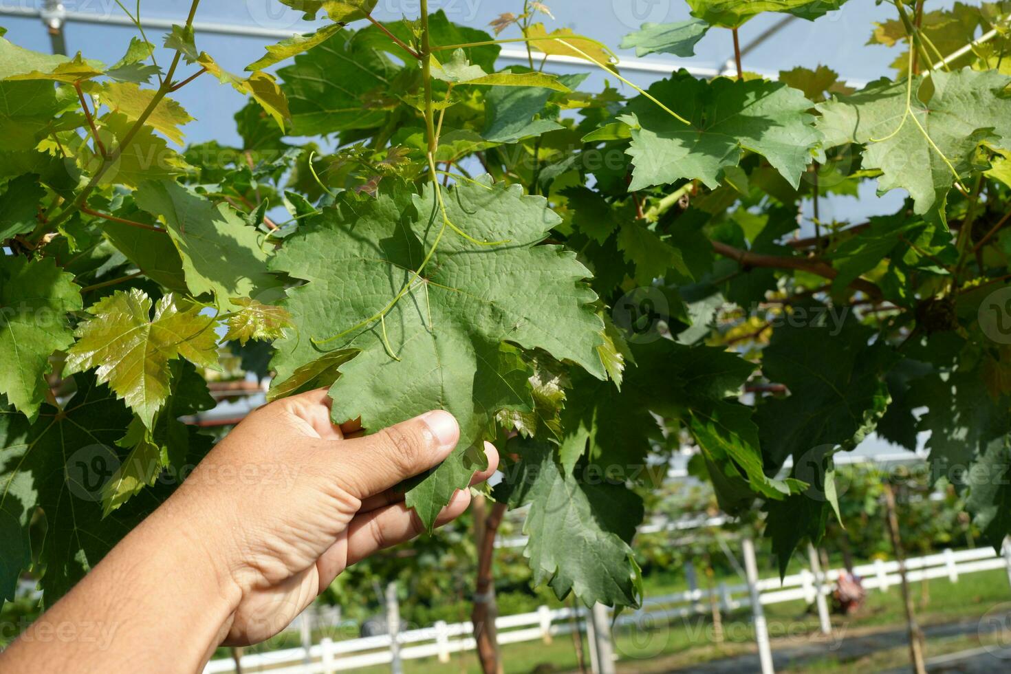 Dome for growing grapes in hot climate areas photo