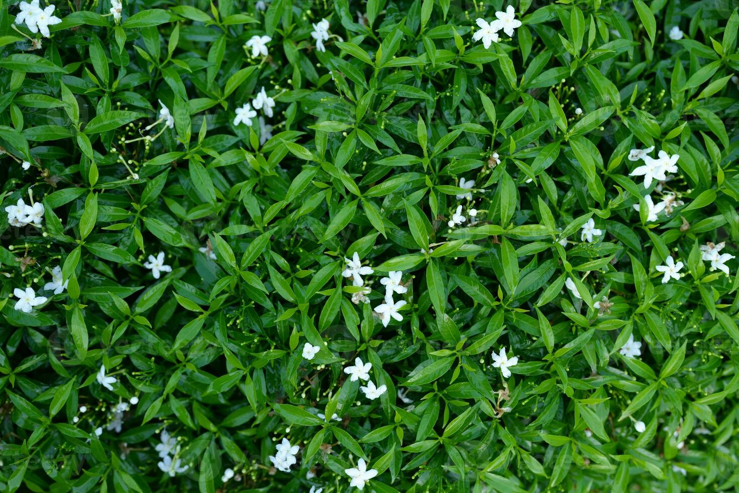 Green leaf nature background for text photo