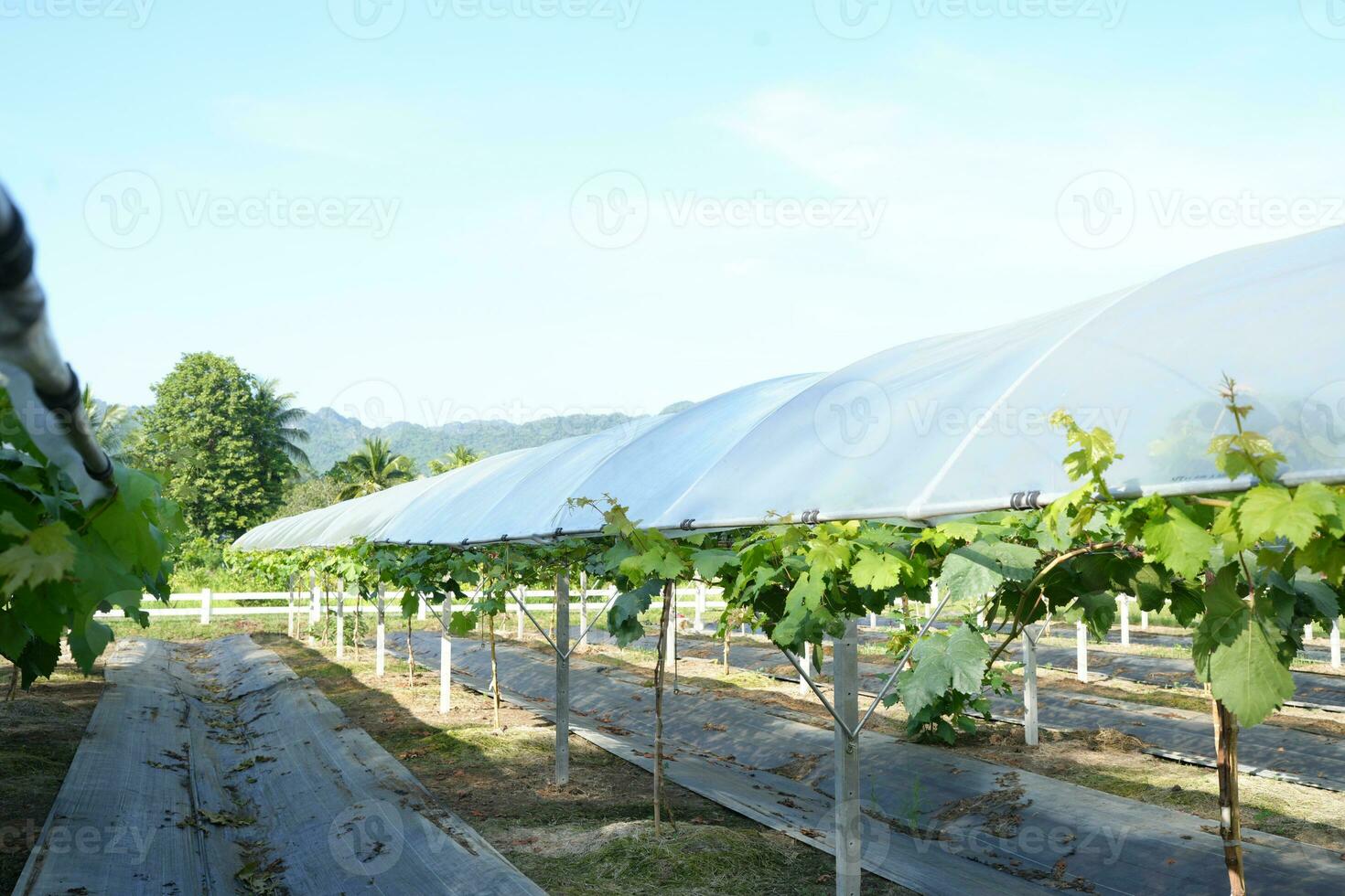 Dome for growing grapes in hot climate areas photo