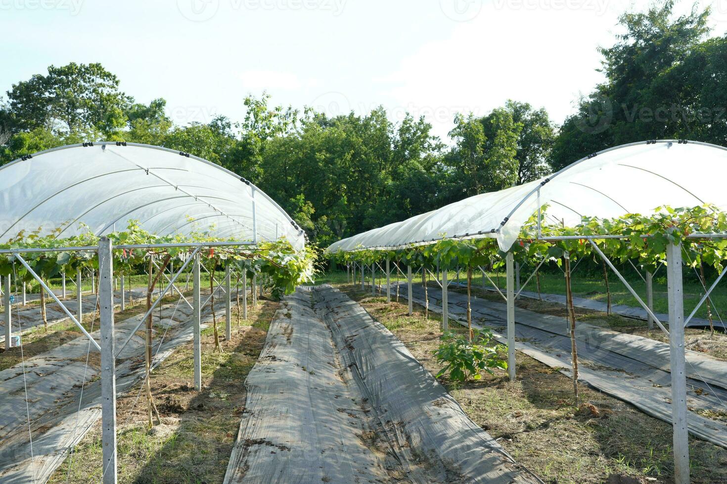 Dome for growing grapes in hot climate areas photo