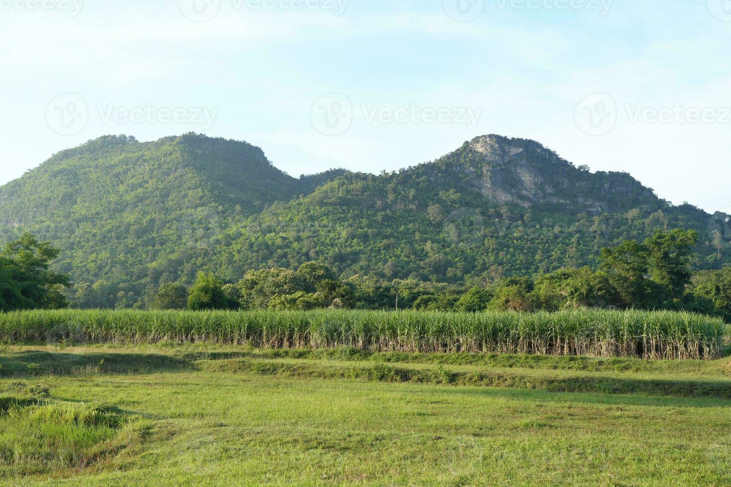 Sugar cane fields can be used as food and fuel. photo