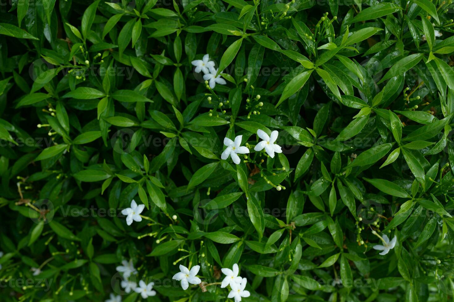 Green leaf nature background for text photo
