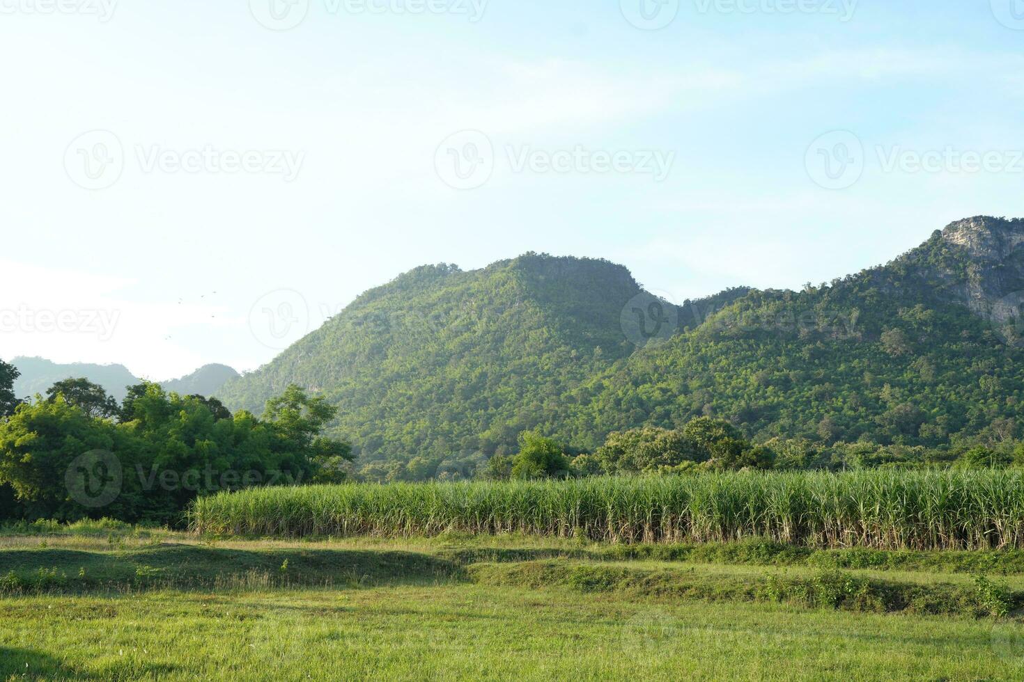 Sugar cane fields can be used as food and fuel. photo