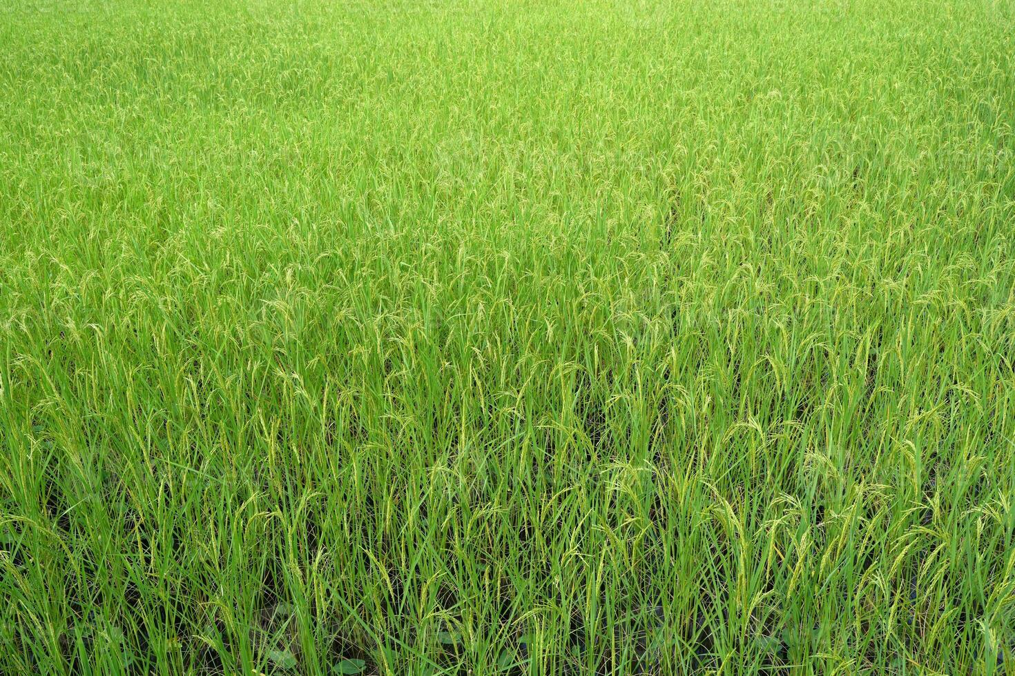 Green rice fields approaching harvest season photo