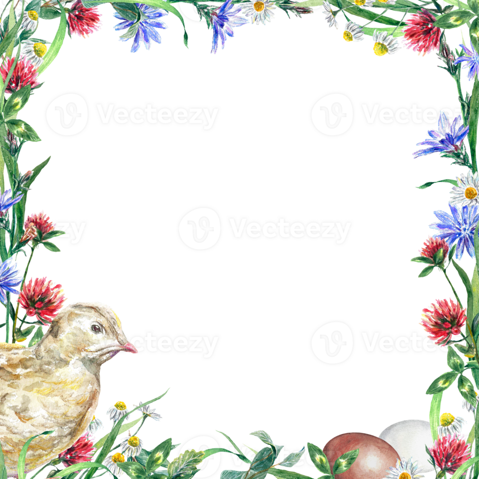 Square frame of wildflowers, chicken and eggs. Watercolor illustration on an Easter theme. Design element for greeting cards, invitations, covers. png