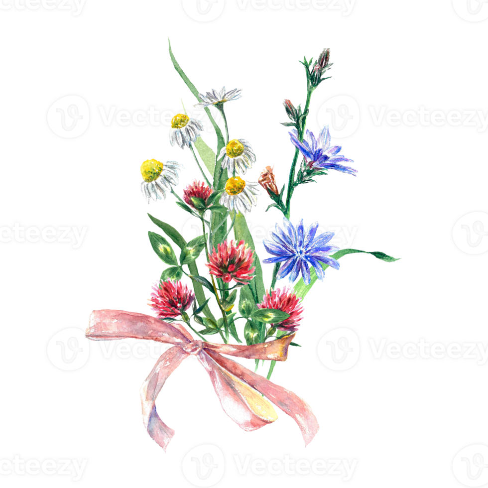 A bouquet of wildflowers of clover, chamomile, chicory, tied with a ribbon. Watercolor illustration. Design element for greeting cards, invitations, flyers, covers. png