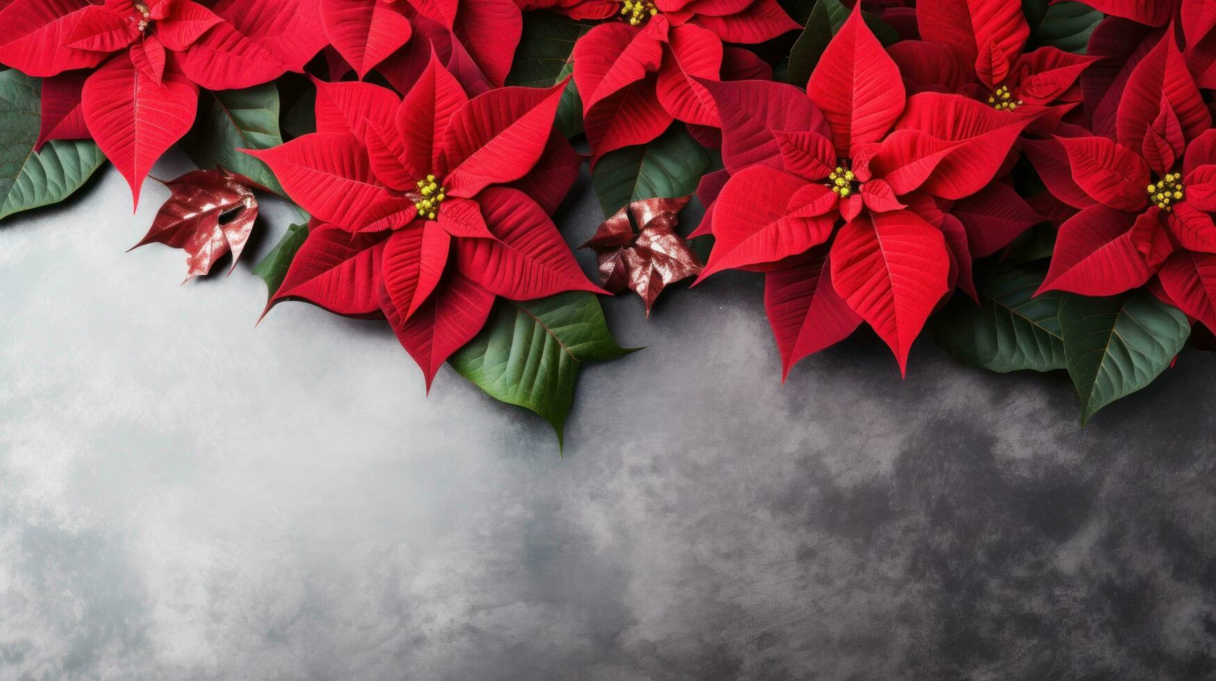 poinsettia flowers with copy space photo
