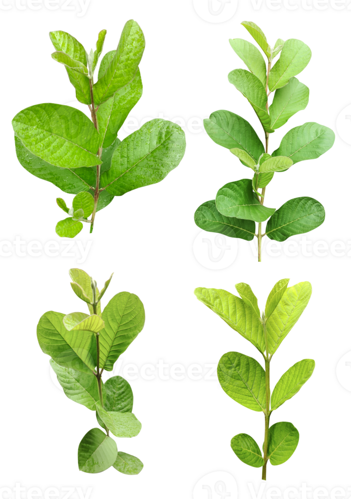four different types of leaves on png background, Green leaves Bundle on white background, leaf isolated set, green leaf plant eco nature tree branch isolated
