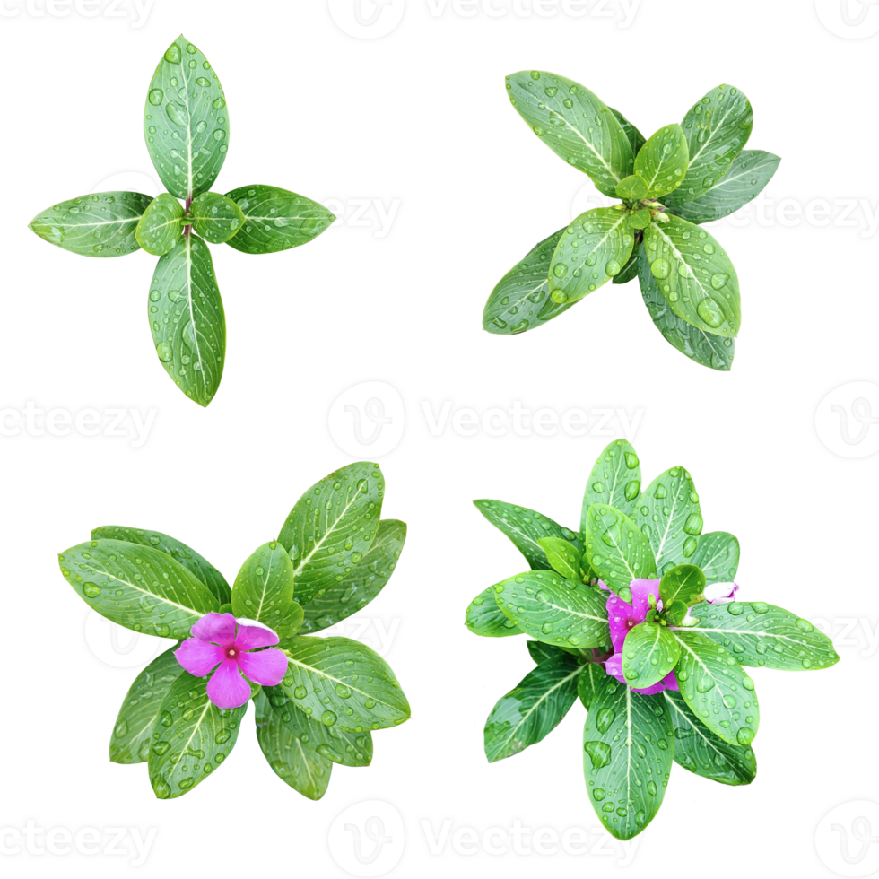 four different types of leaves on a png background, Green leaves Bundle on white background, leaf isolated set, green leaf plant eco nature tree branch isolated
