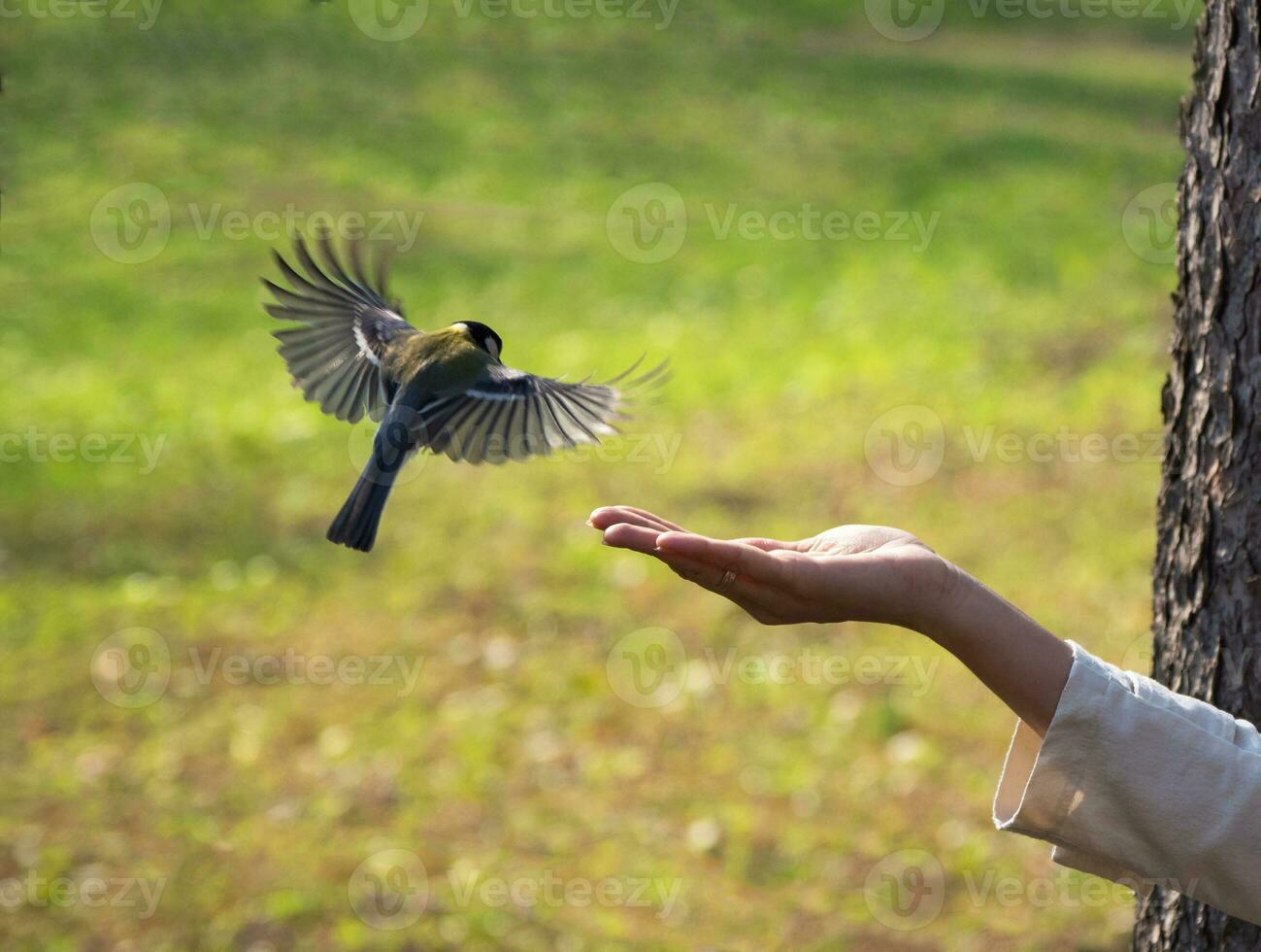 The hand feeds the birds photo