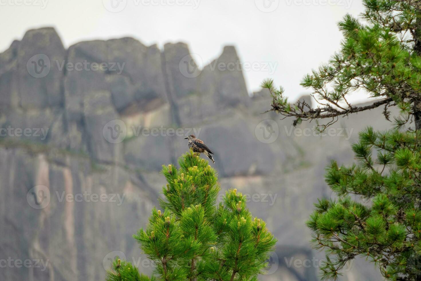 Spotted nutcracker  in the taiga of the Western Sayans. The Eurasian nutcracker, or simply nutcracker, is a passerine bird of the Vranov family. photo