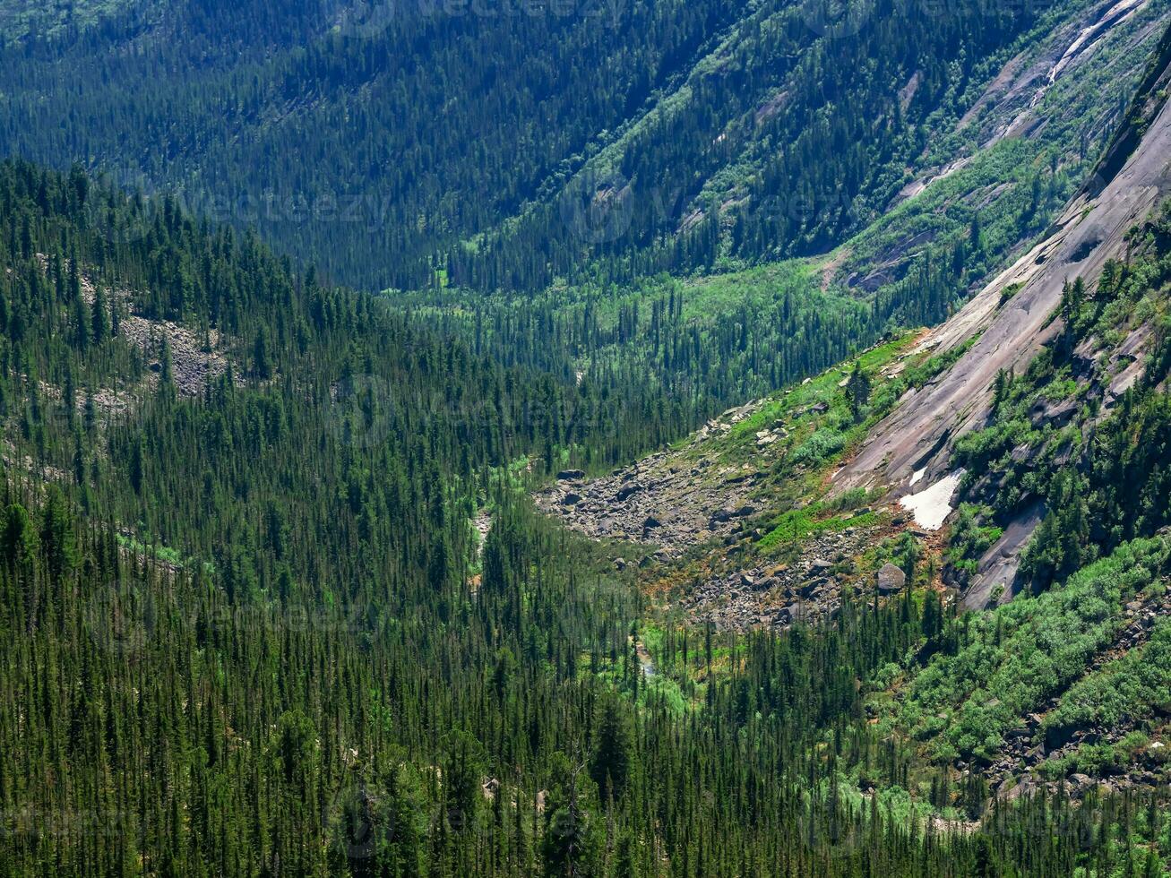 A large forest area in a mountain valley. Mountain forest lands, national reserve. A mountain valley with an evergreen forest. photo