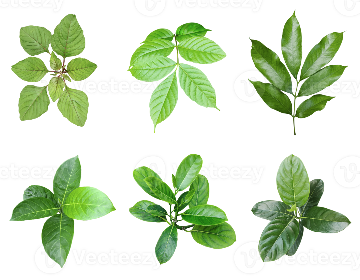 different types of leaves on a  png transparent background, Green leaves Bundle on white background, leaf isolated set, green leaf plant eco nature tree branch isolated