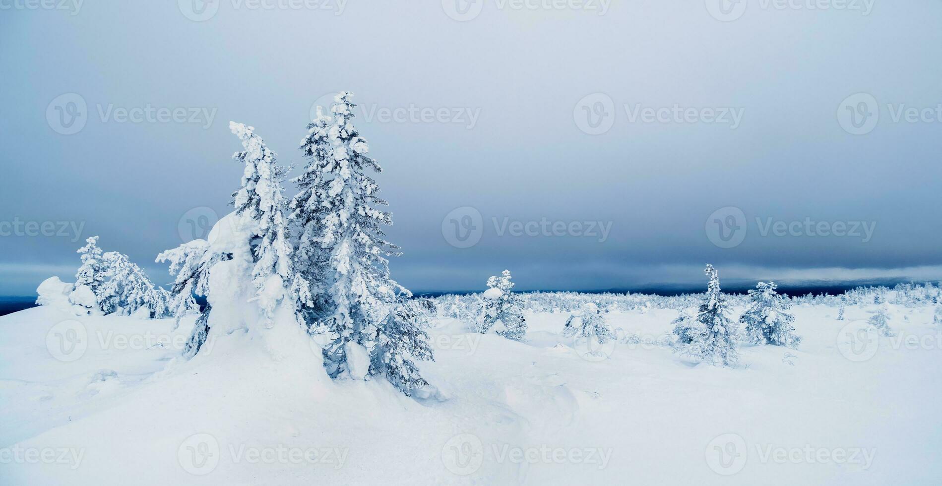 Snow-covered trees on the background of Arctic hills. Minimalistic landscape with naked snowy trees in a winter field. Wide panoramic view of the Arctic winter. photo