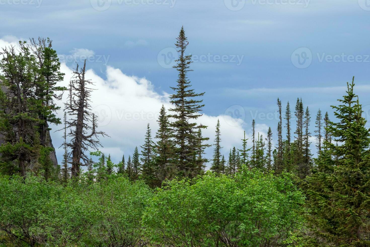 Atmospheric green forest landscape with firs in mountains. Minimalist scenery with edge coniferous forest in light mist. Alpine tranquil landscape at early morning. photo