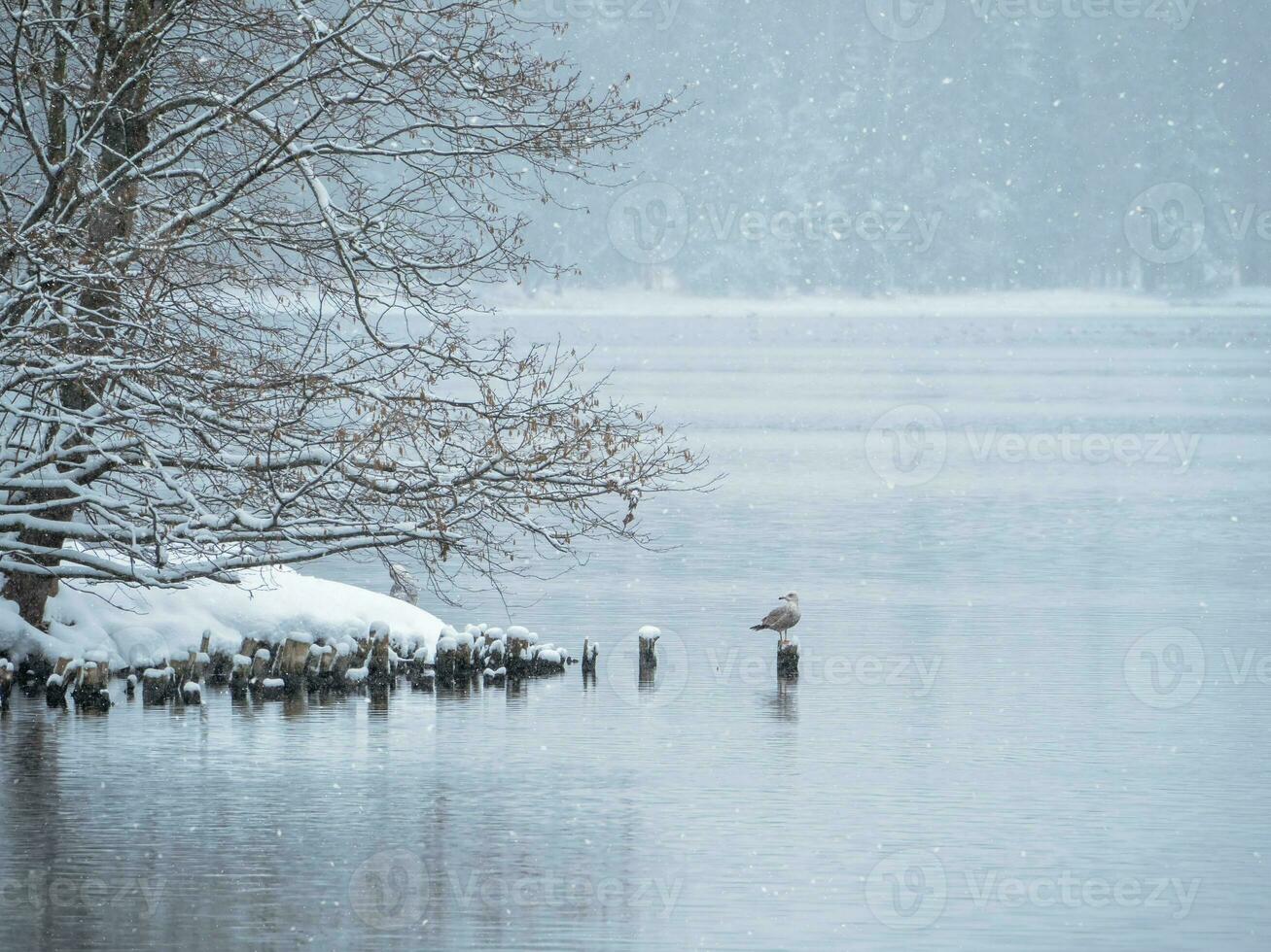 Early spring landscape with a beautiful lake and a tree above the water. Gray seagull is sitting on a stump on the lake in winter in a snowfall. Concept of the International Day of Birds. Copy space. photo