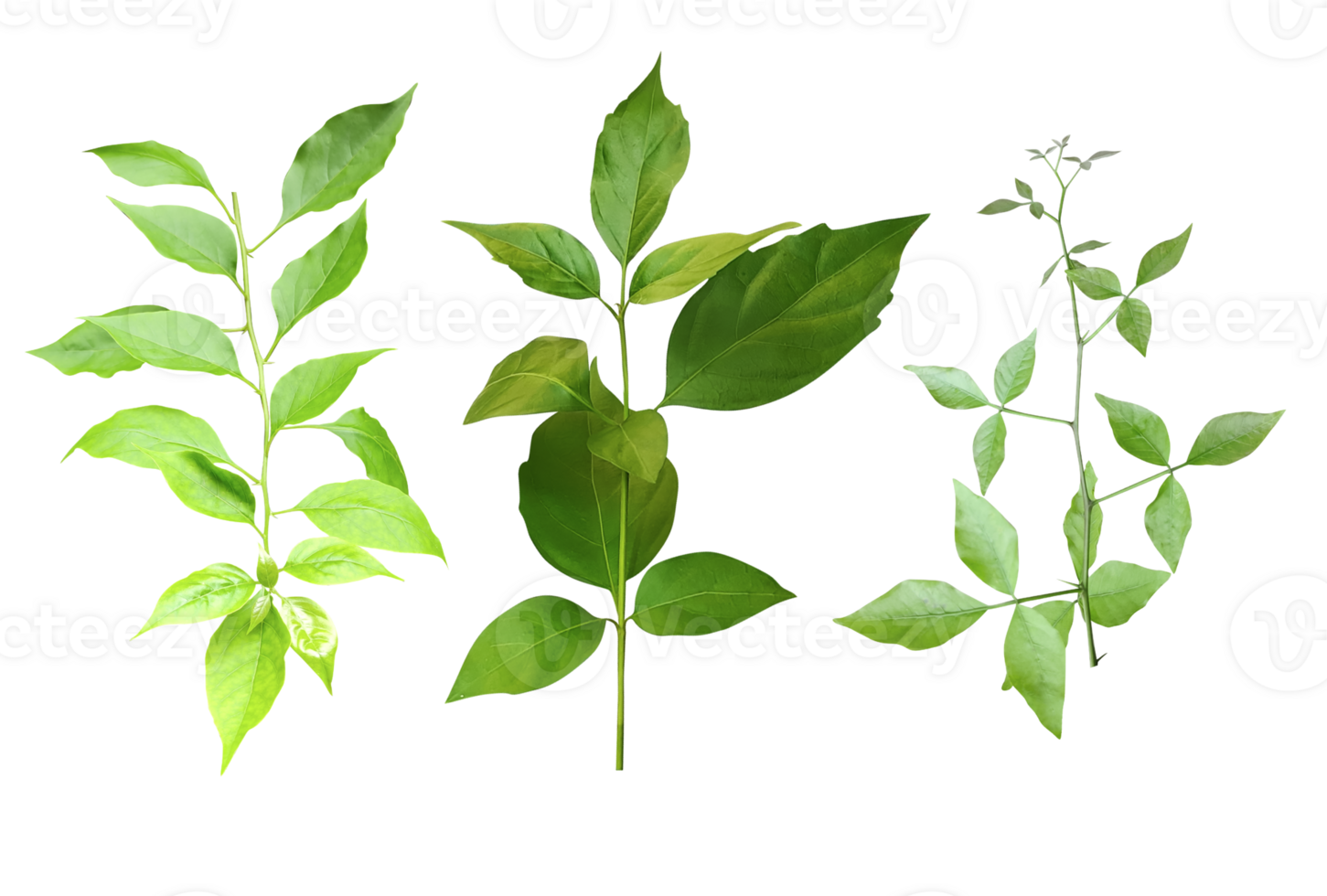 three different types of leaves on png transparent background, Green leaves Bundle on white background, leaf isolated set, green leaf plant eco nature tree branch isolated