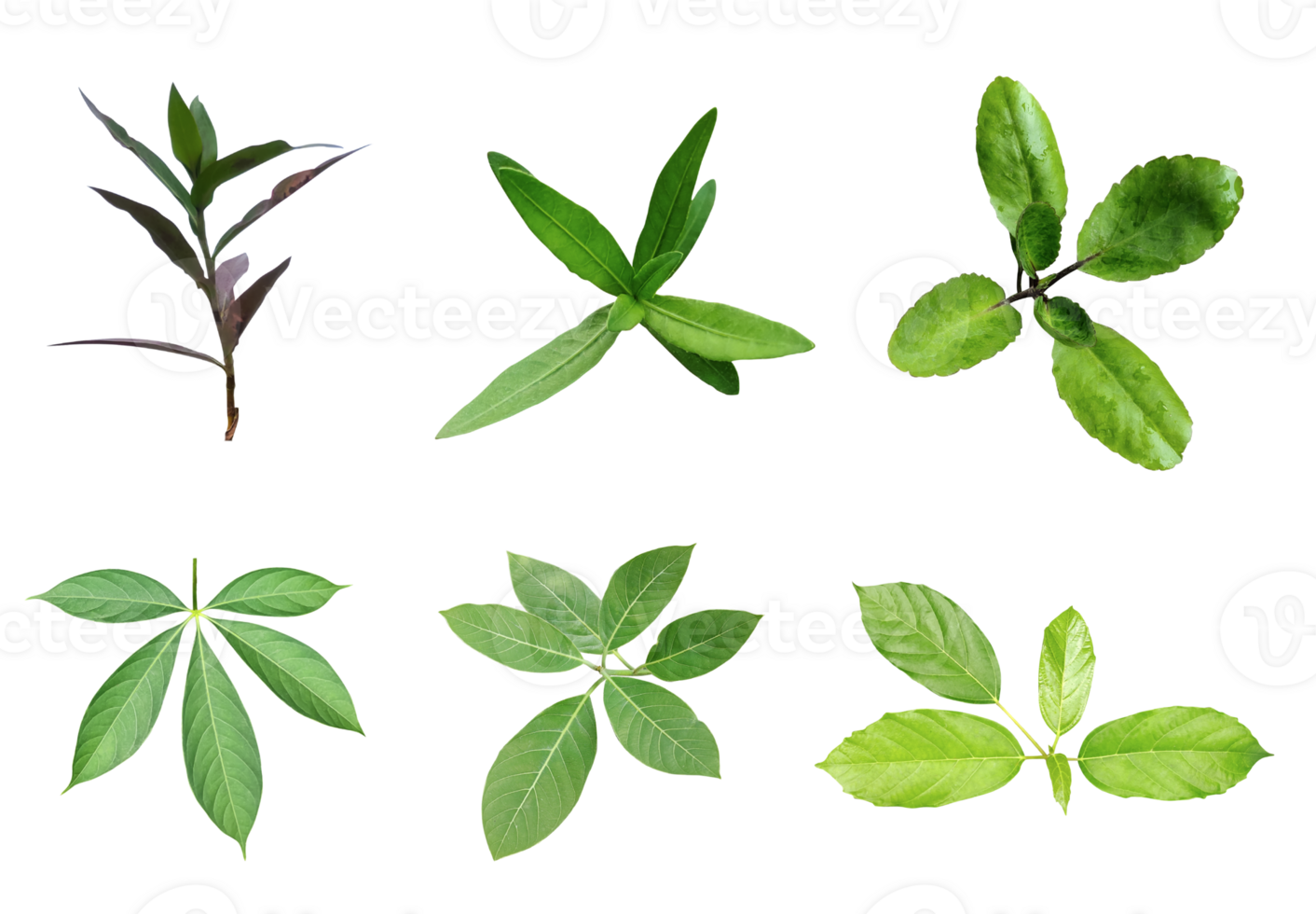 six different types of leaves on  png transparent background, Green leaves Bundle on white background, leaf isolated set, green leaf plant eco nature tree branch isolated
