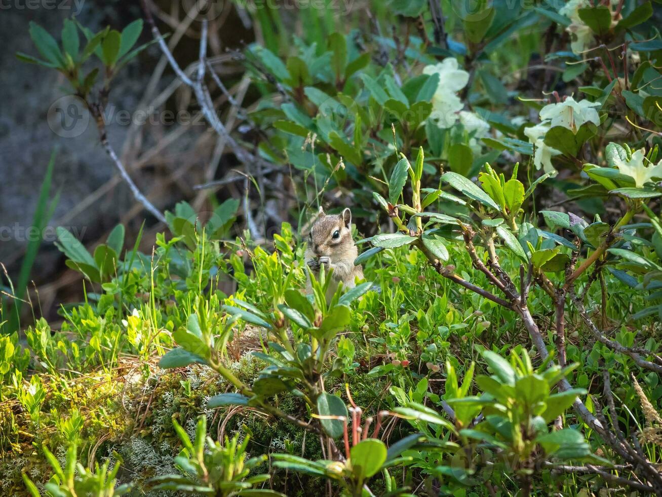 Funny chipmunk eats grass on the background of juicy forest greenery. A picture of wild nature. photo