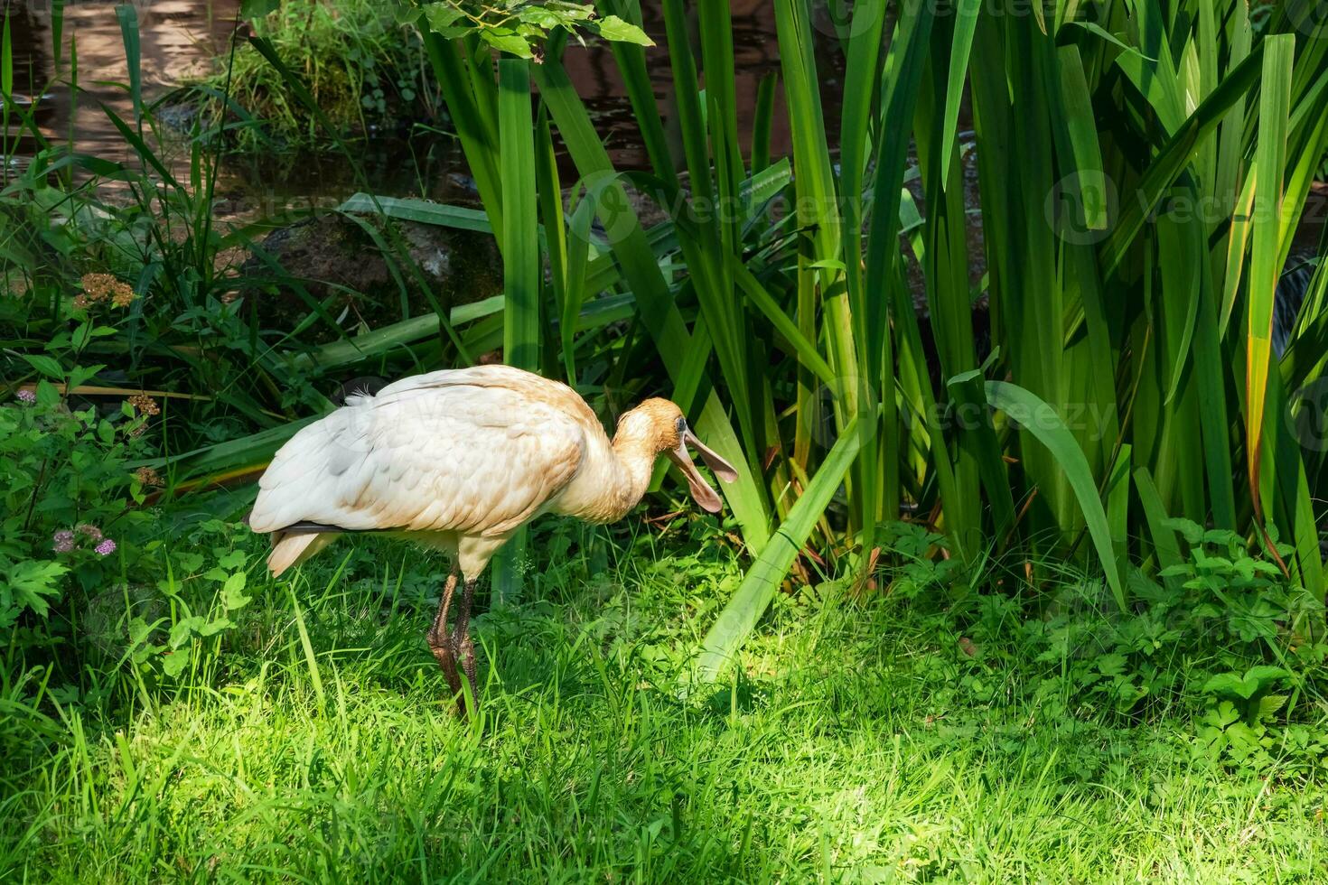 Beautiful Eurasian Spoonbill or common spoonbill photo