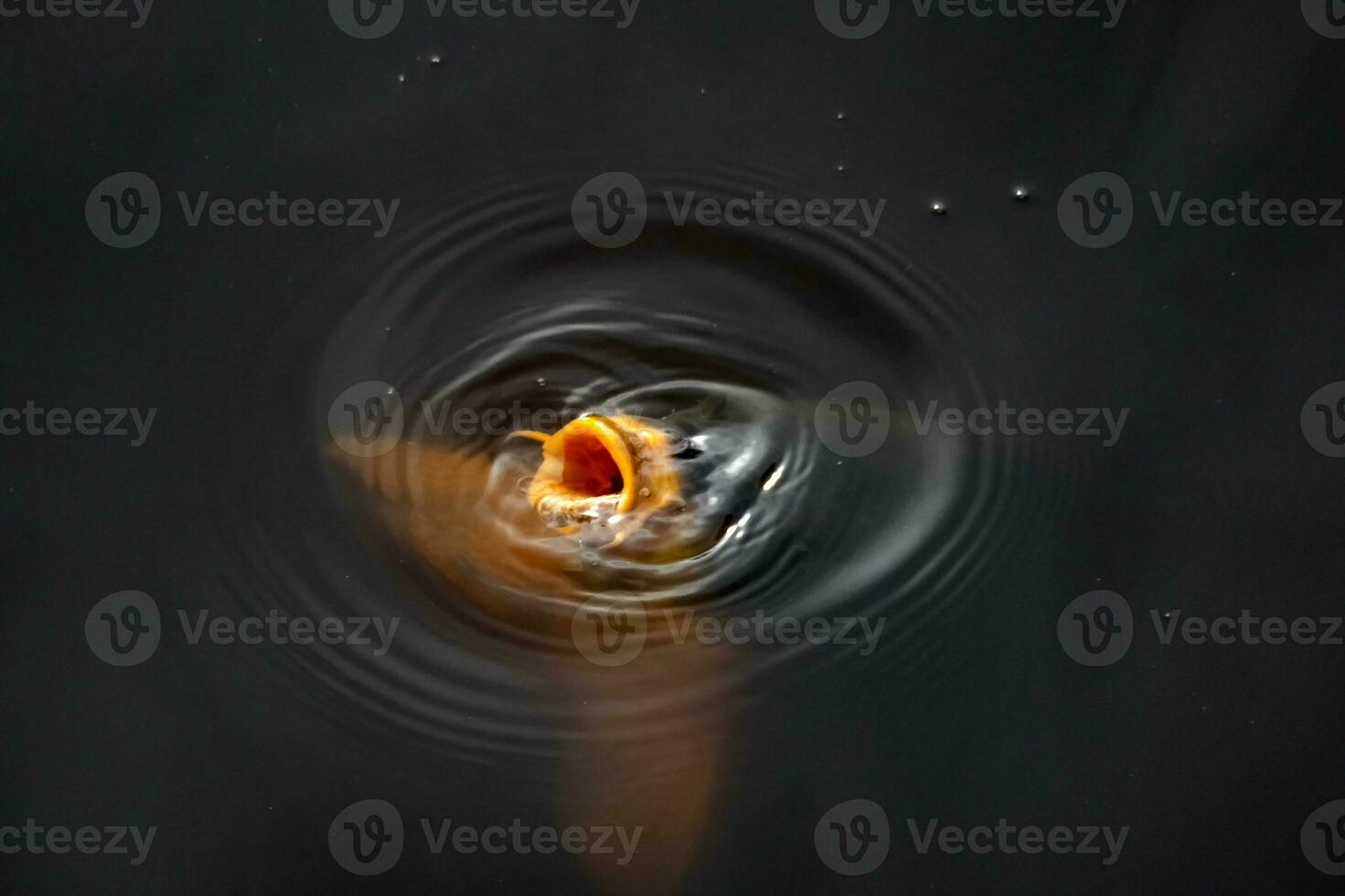 A huge mouth of a fish emerging from the dark depths of the water. Copy space. photo