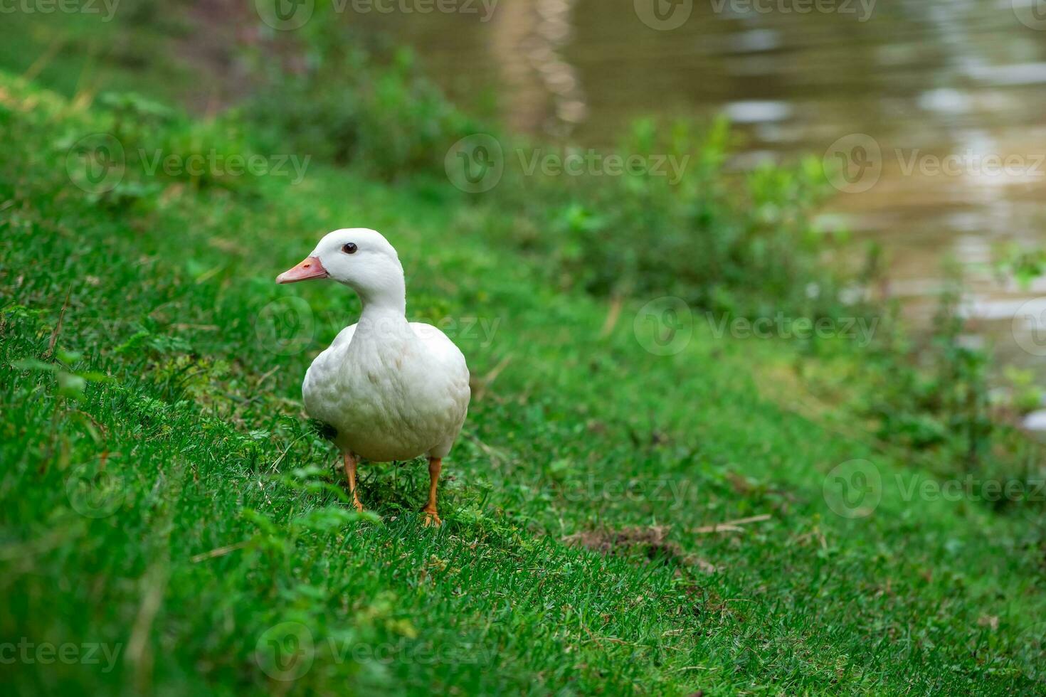 Selective focus. Close up white duck on a green lawn. photo