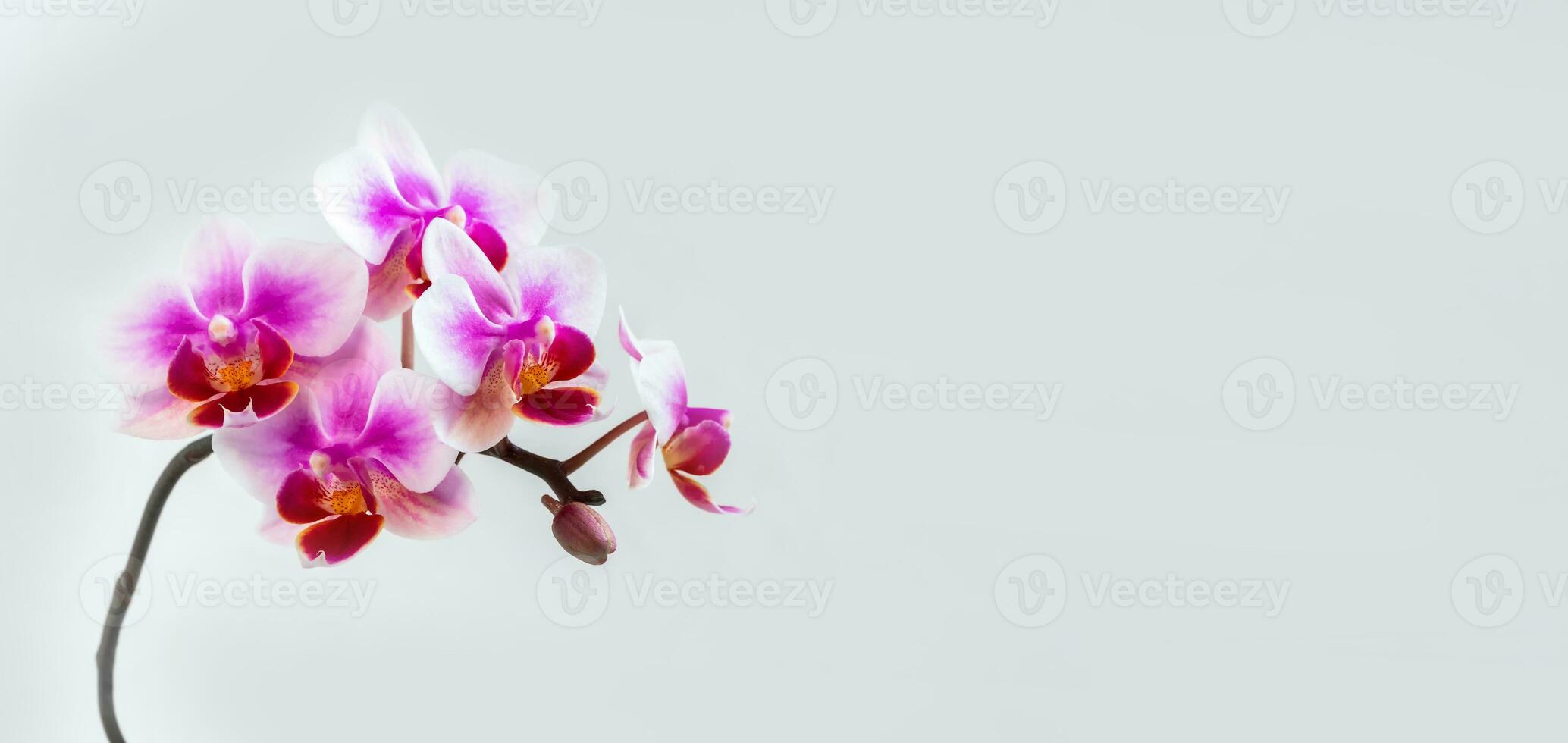 Panoramic view of Anthura Buenos Aires orchid flowers on white b photo