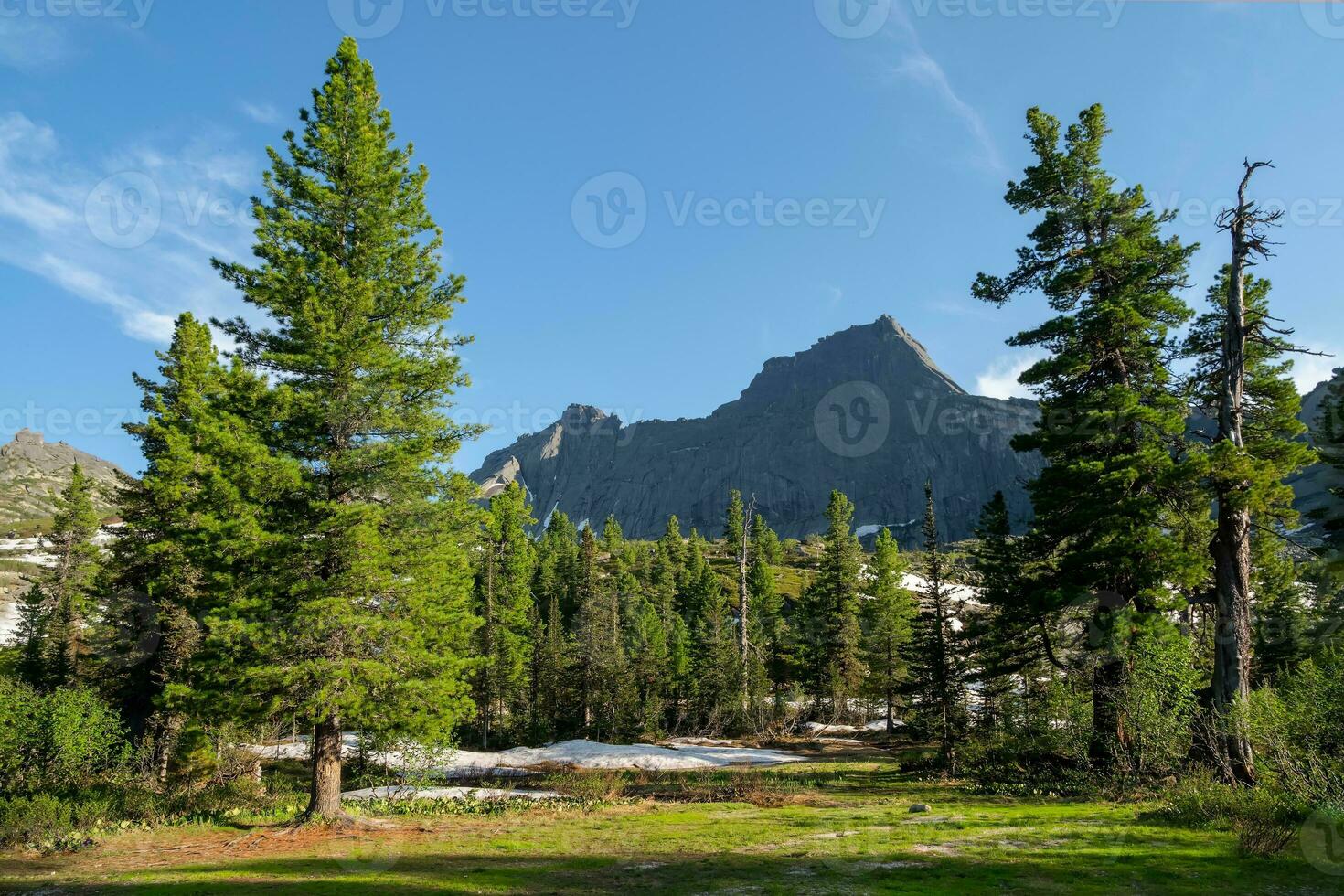 Old mighty cedars grow on mossy meadow against the background of mountains under white clouds in a blue sky. The impressive Siberian nature of the Western Sayans. photo