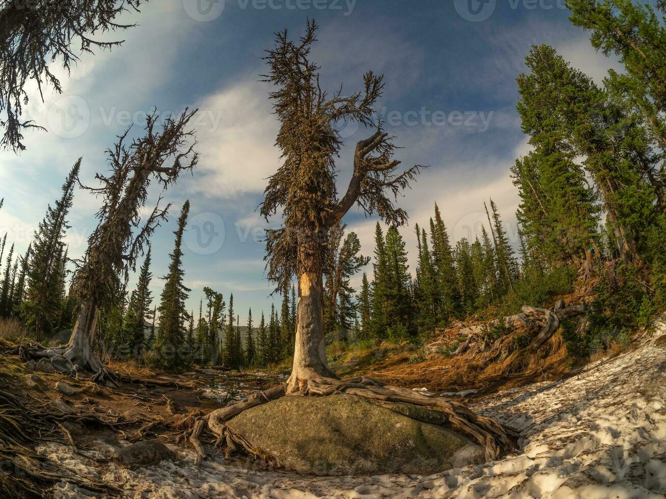 An old gnarled mountain coniferous tree was shot with a wide-angle lens. Taiga, a mystical forest at sunset. photo