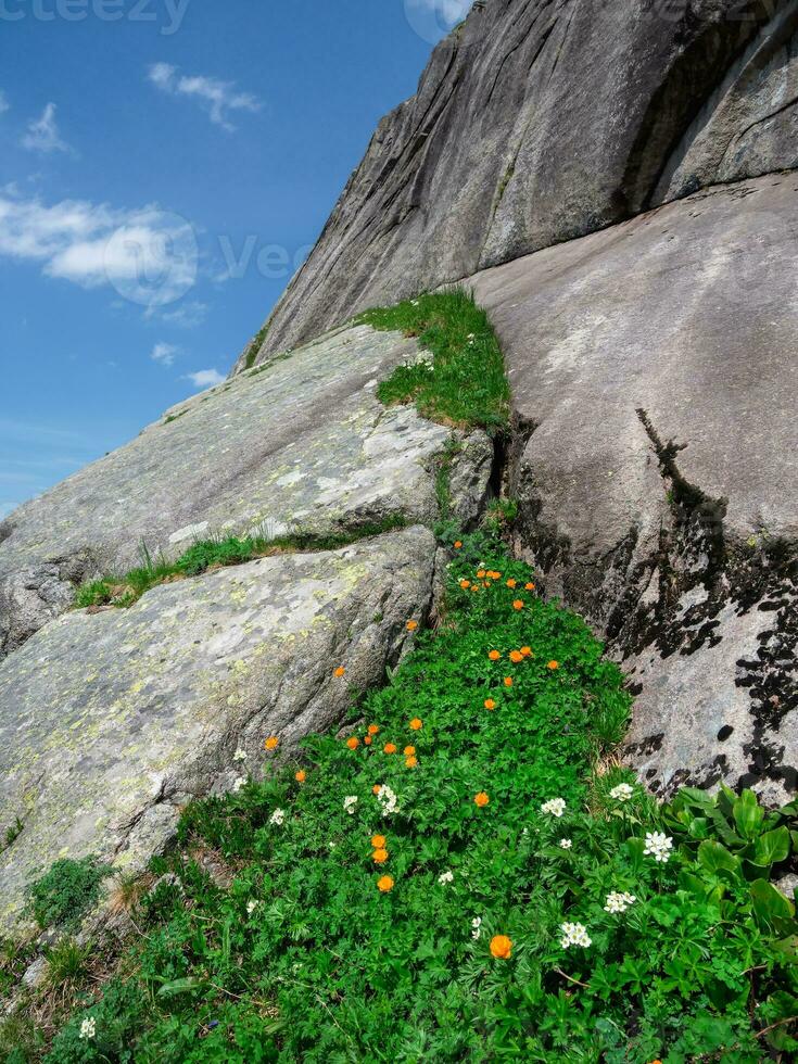 Flowers on the rocks. Little mountain flowers stuck between beautiful rocks. Vertical view. photo