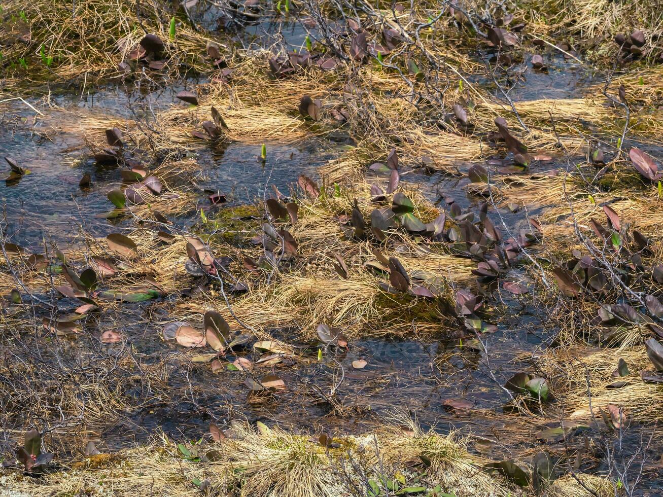 Flooded mountain meadow, swampy area. photo